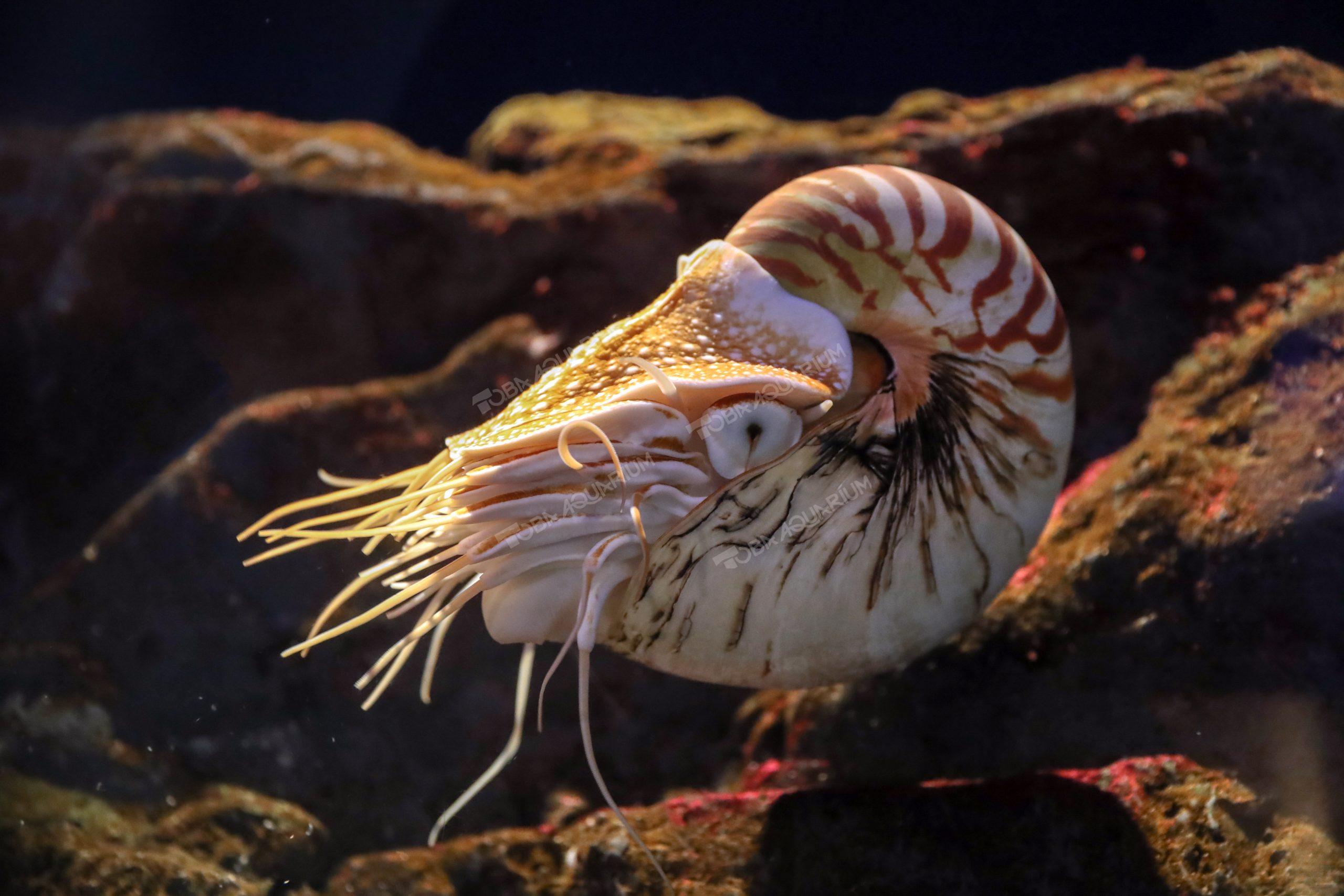 オウムガイ - 生きもの図鑑 鳥羽水族館