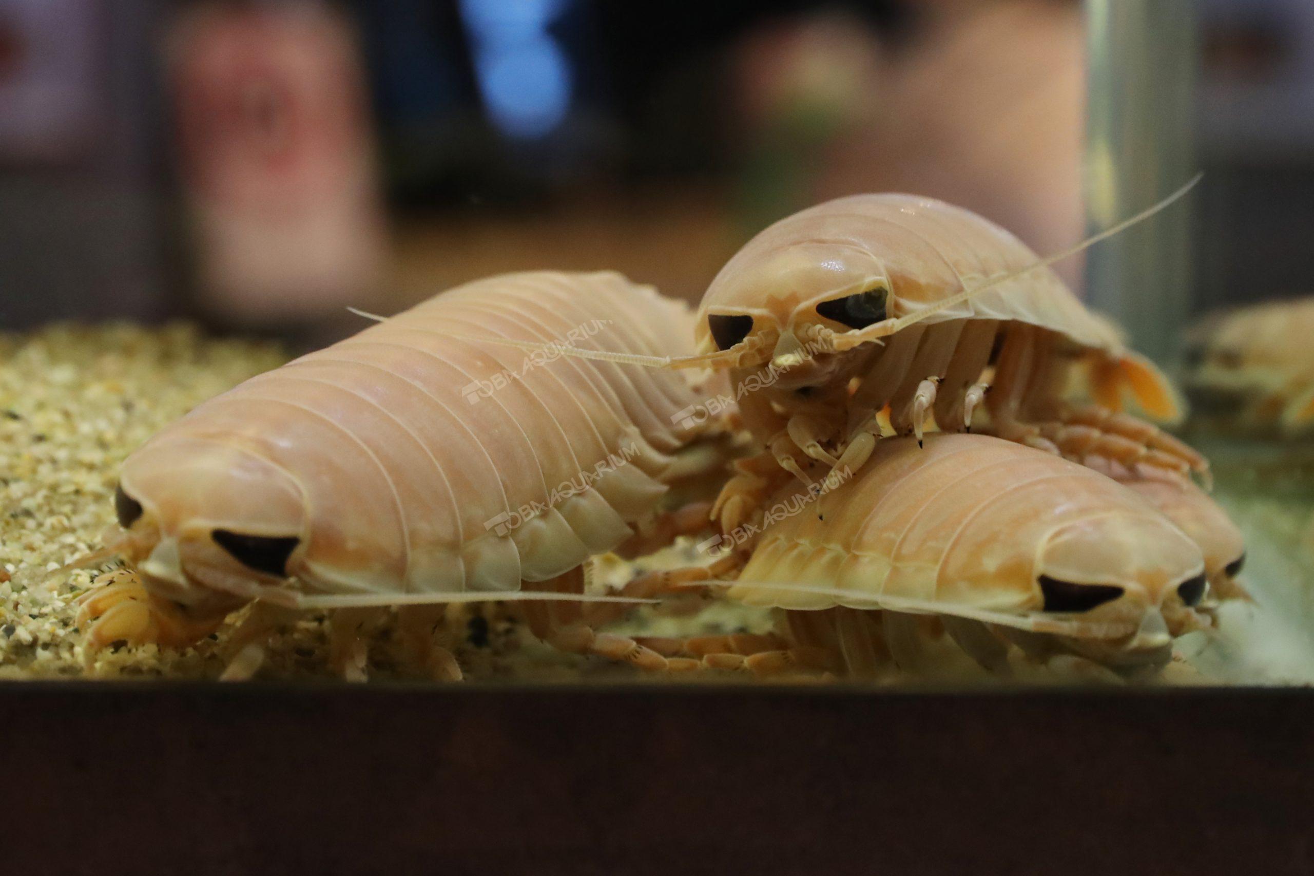 オオグソクムシ 生きもの図鑑 鳥羽水族館