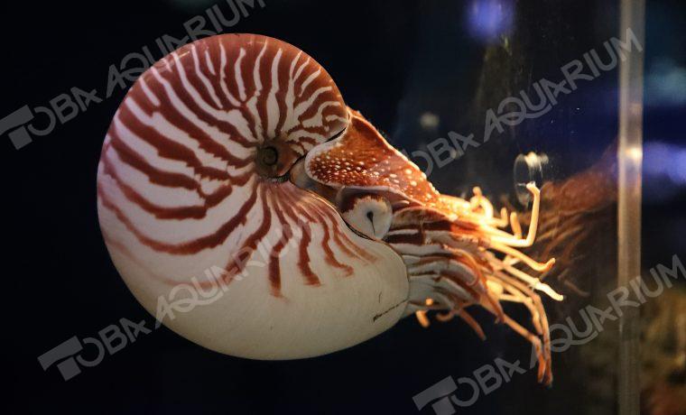 オオベソオウムガイ - 生きもの図鑑 鳥羽水族館