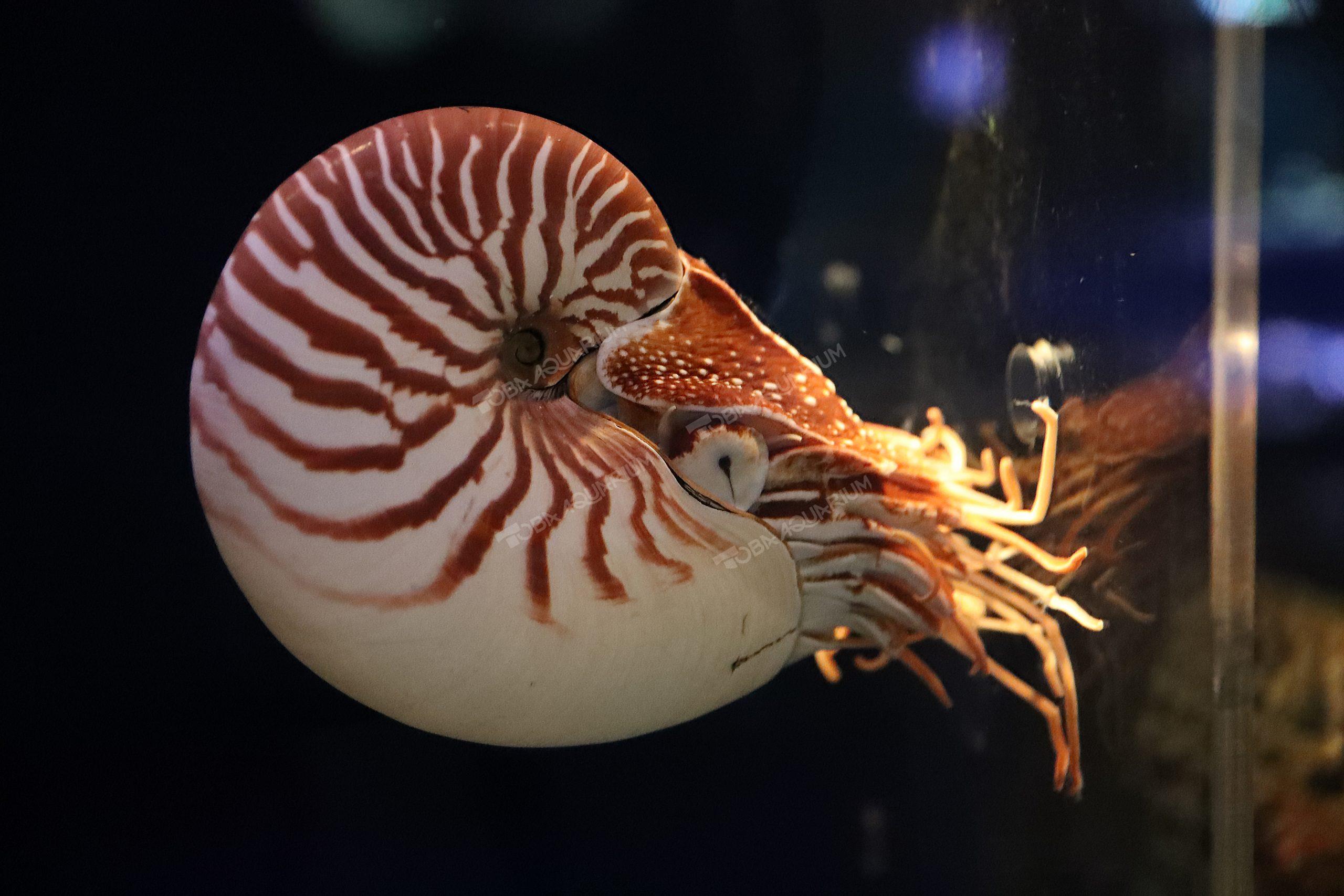 オオベソオウムガイ - 生きもの図鑑 鳥羽水族館