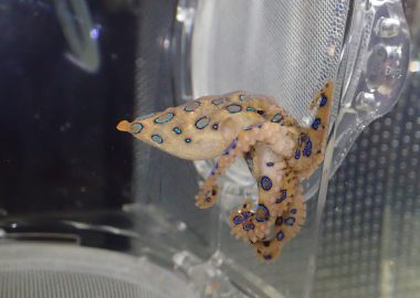 スベスベマンジュウガニ 生きもの図鑑 鳥羽水族館 スベスベマンジュウガニ 生きもの図鑑 鳥羽水族館