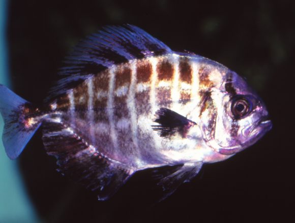 アジ科 生きもの図鑑 鳥羽水族館