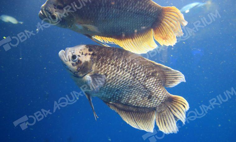 オスフロネムスグラミー - 生きもの図鑑 鳥羽水族館