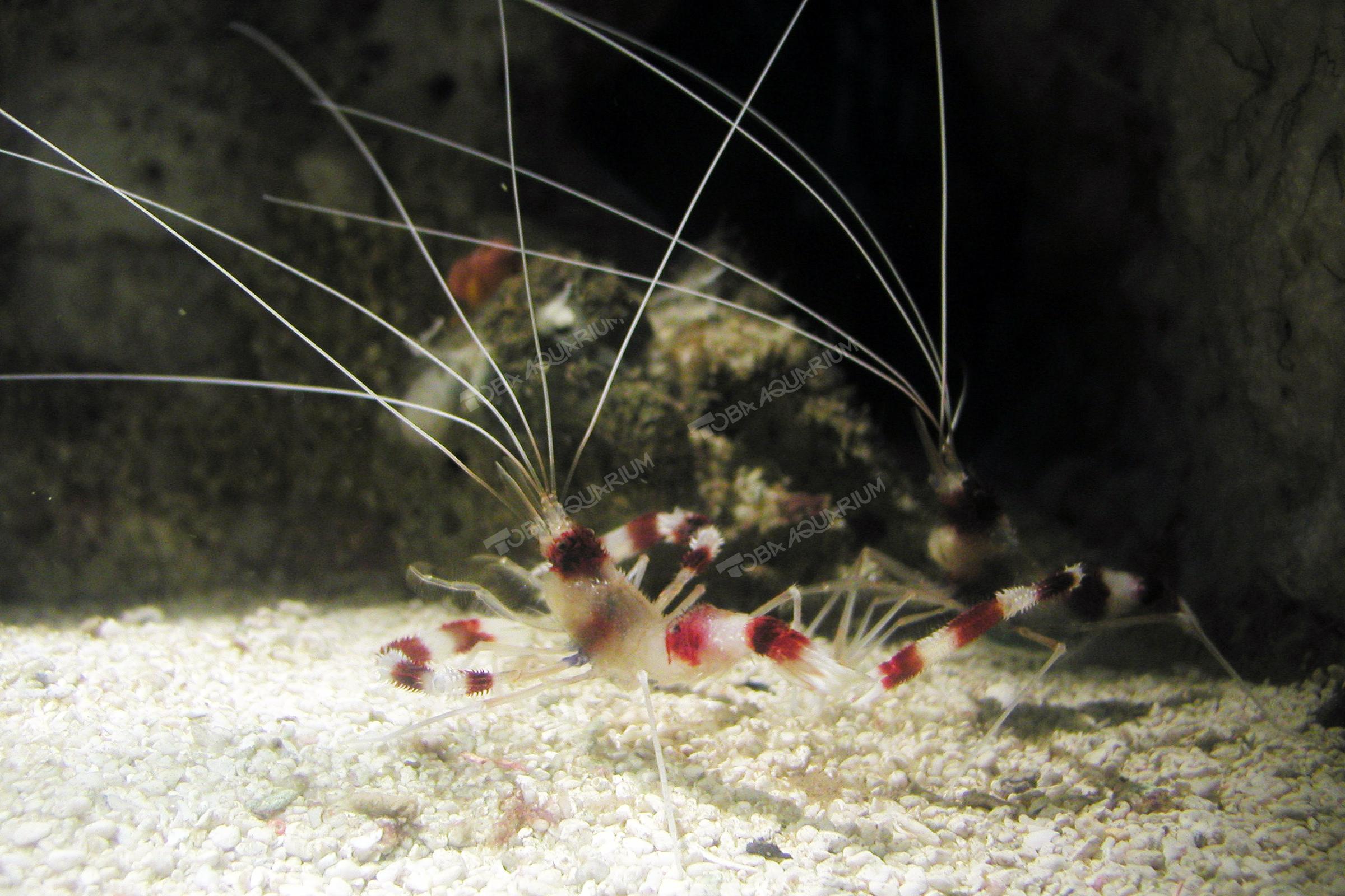 オトヒメエビ 生きもの図鑑 鳥羽水族館