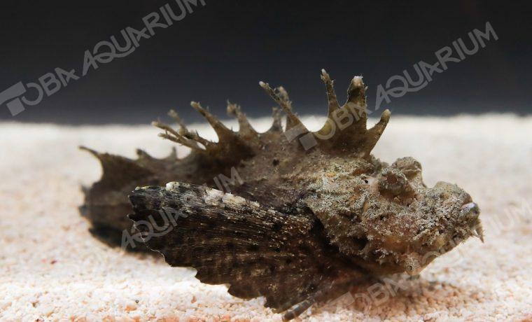 オニオコゼ - 生きもの図鑑 鳥羽水族館