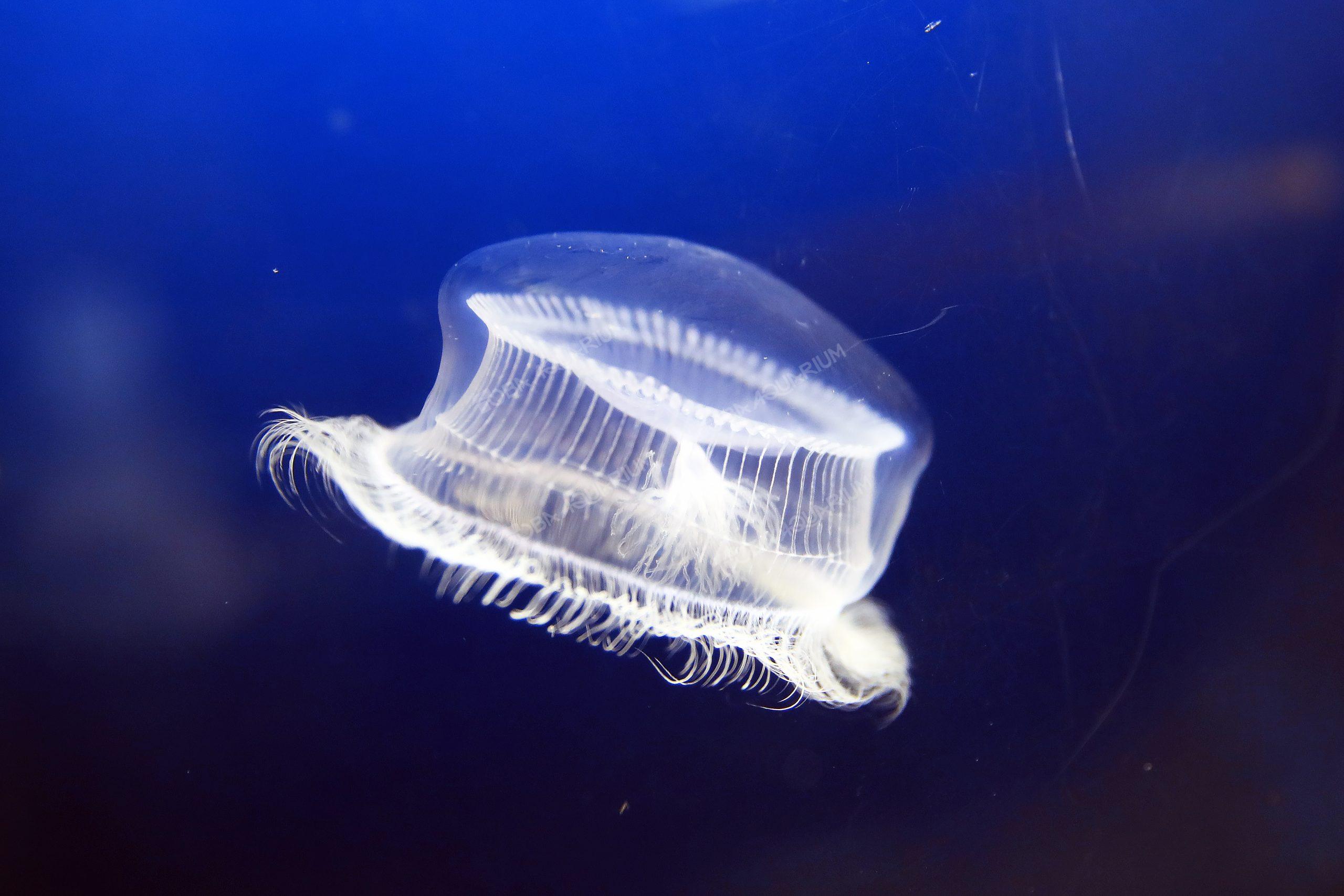 オワンクラゲ 生きもの図鑑 鳥羽水族館