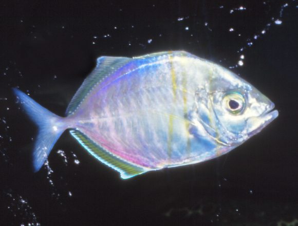 アジ科 生きもの図鑑 鳥羽水族館