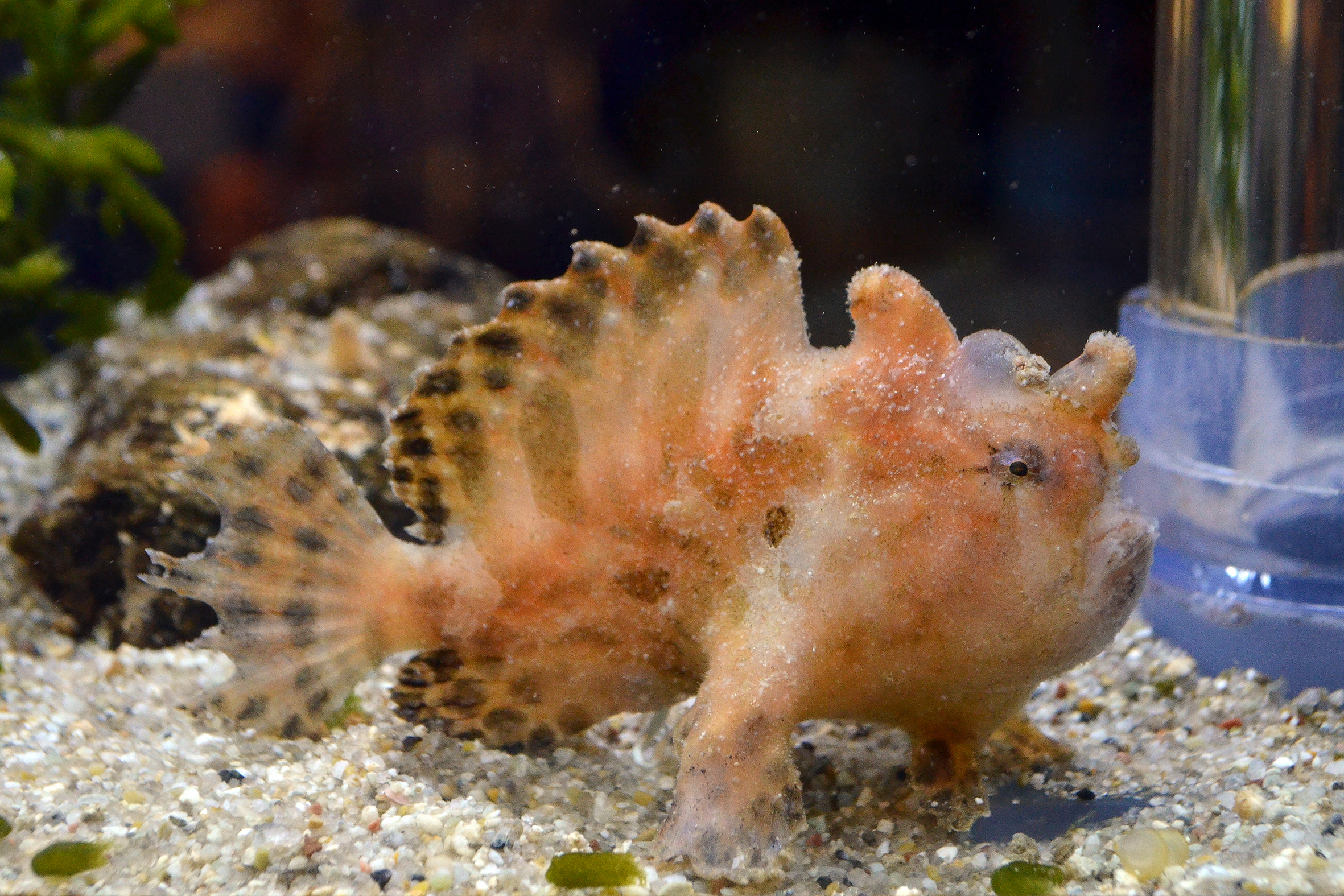 カエルアンコウ 生きもの図鑑 鳥羽水族館