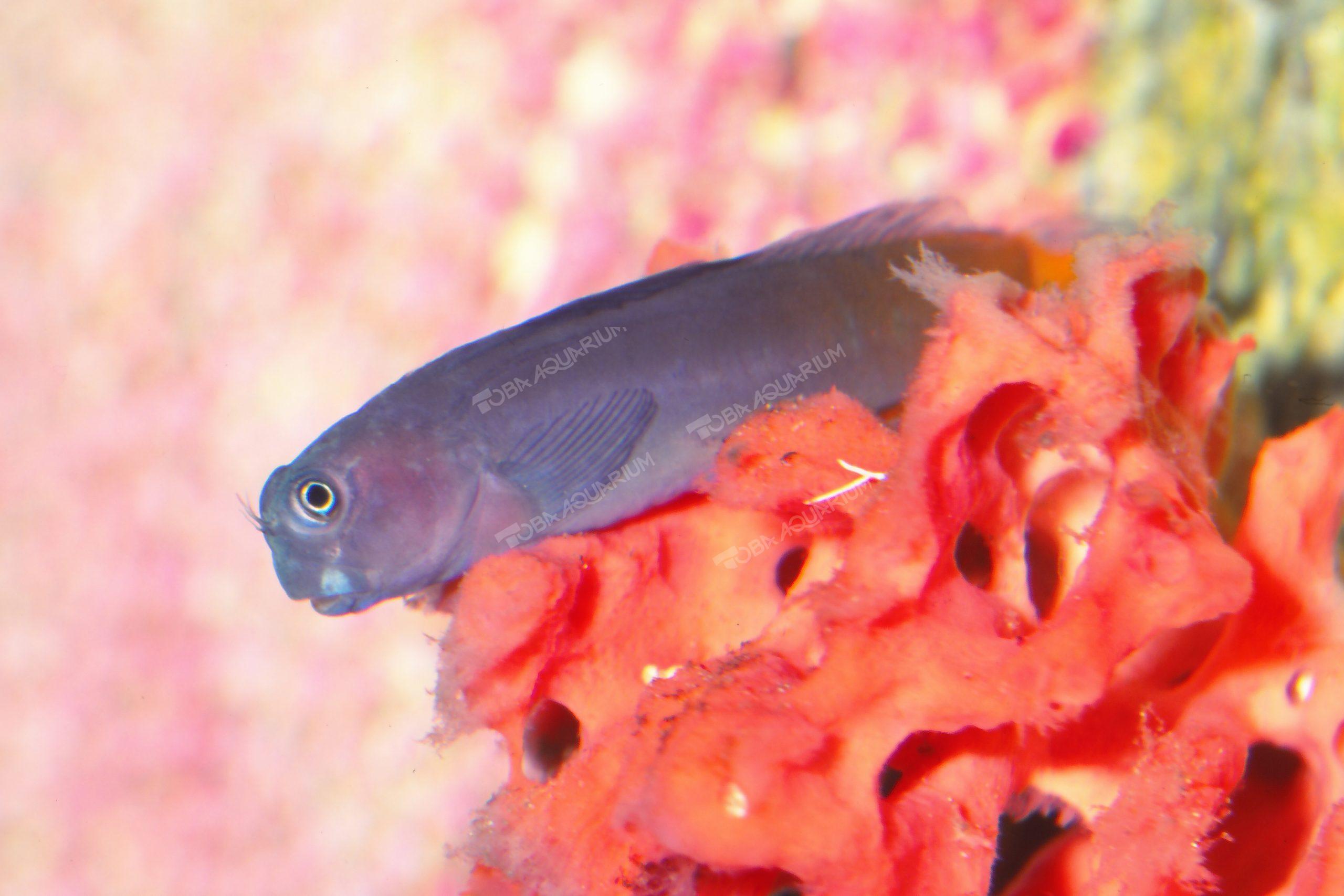 カエルウオ 生きもの図鑑 鳥羽水族館