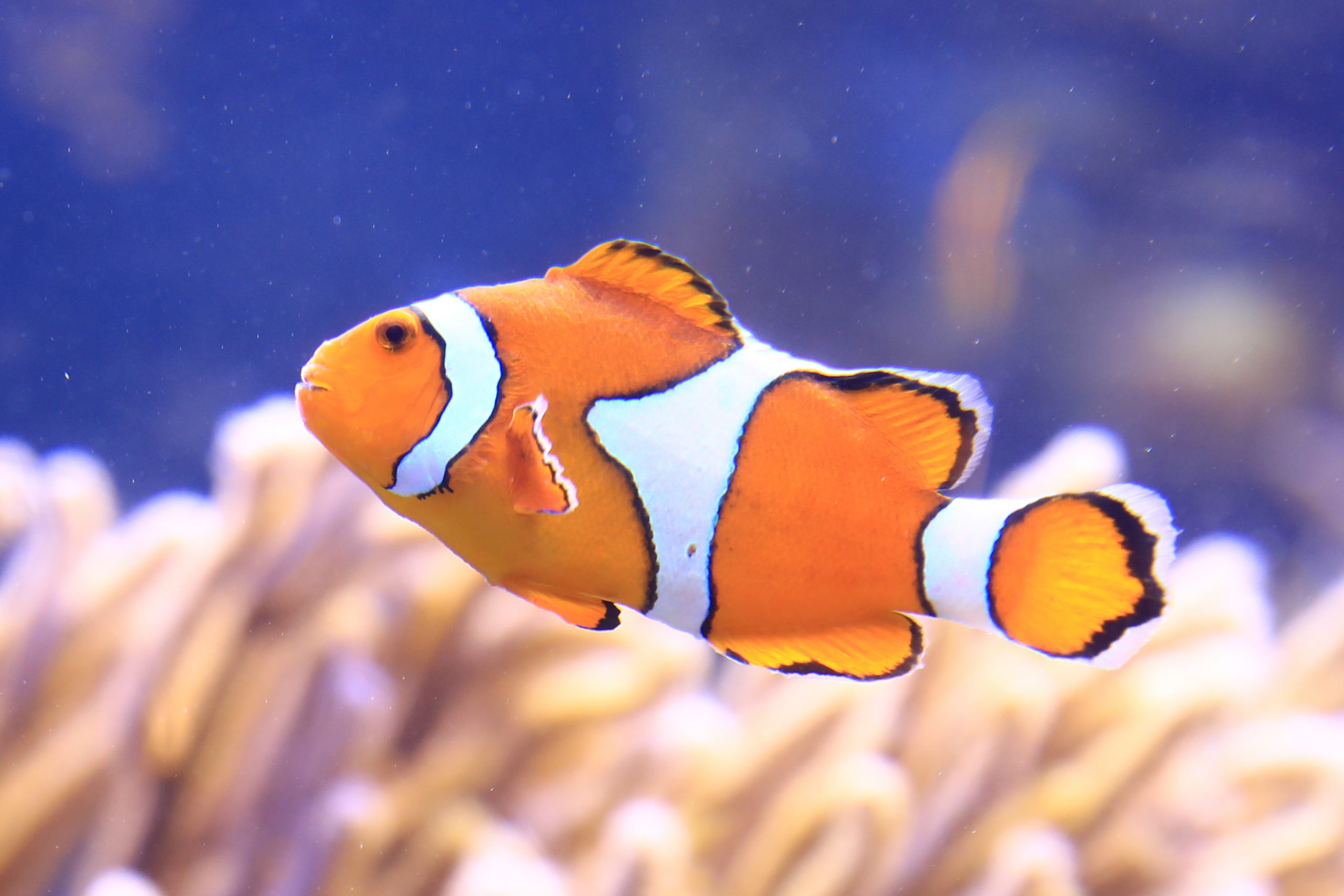 Clown Anemonefish Clown Anemonefish