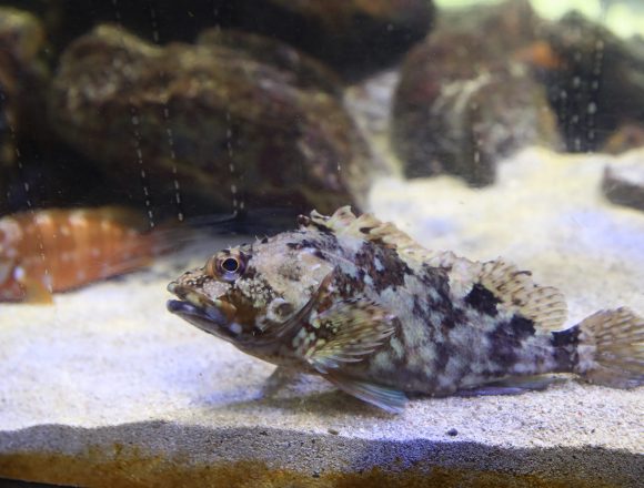 メバル科 生きもの図鑑 鳥羽水族館