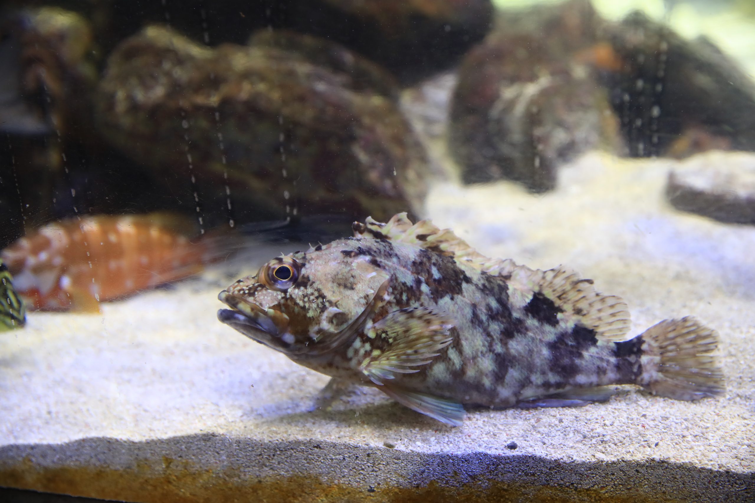 カサゴ 生きもの図鑑 鳥羽水族館