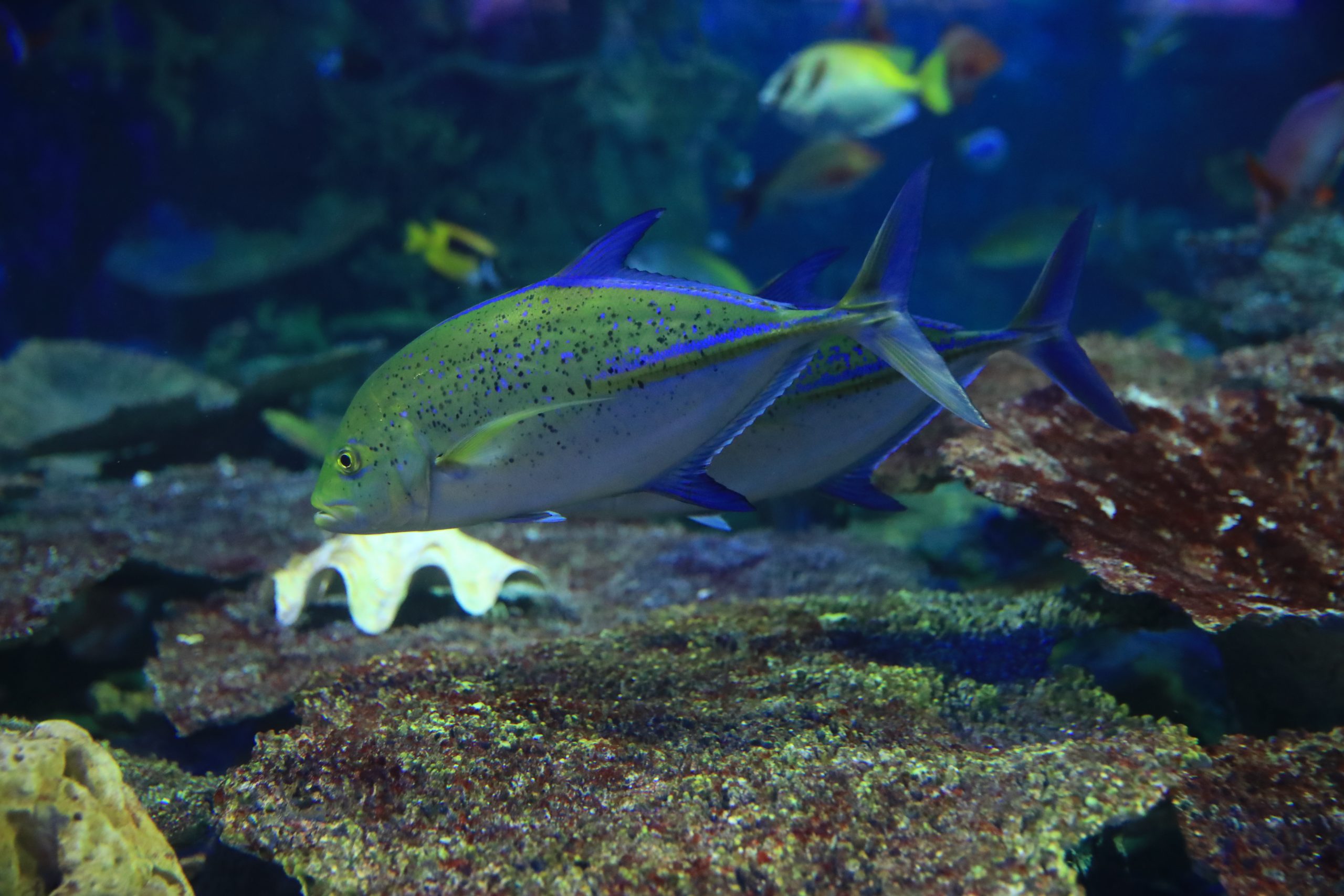 カスミアジ 生きもの図鑑 鳥羽水族館