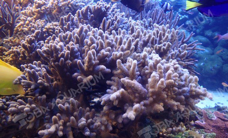 カタトサカ属の一種 - 生きもの図鑑 鳥羽水族館