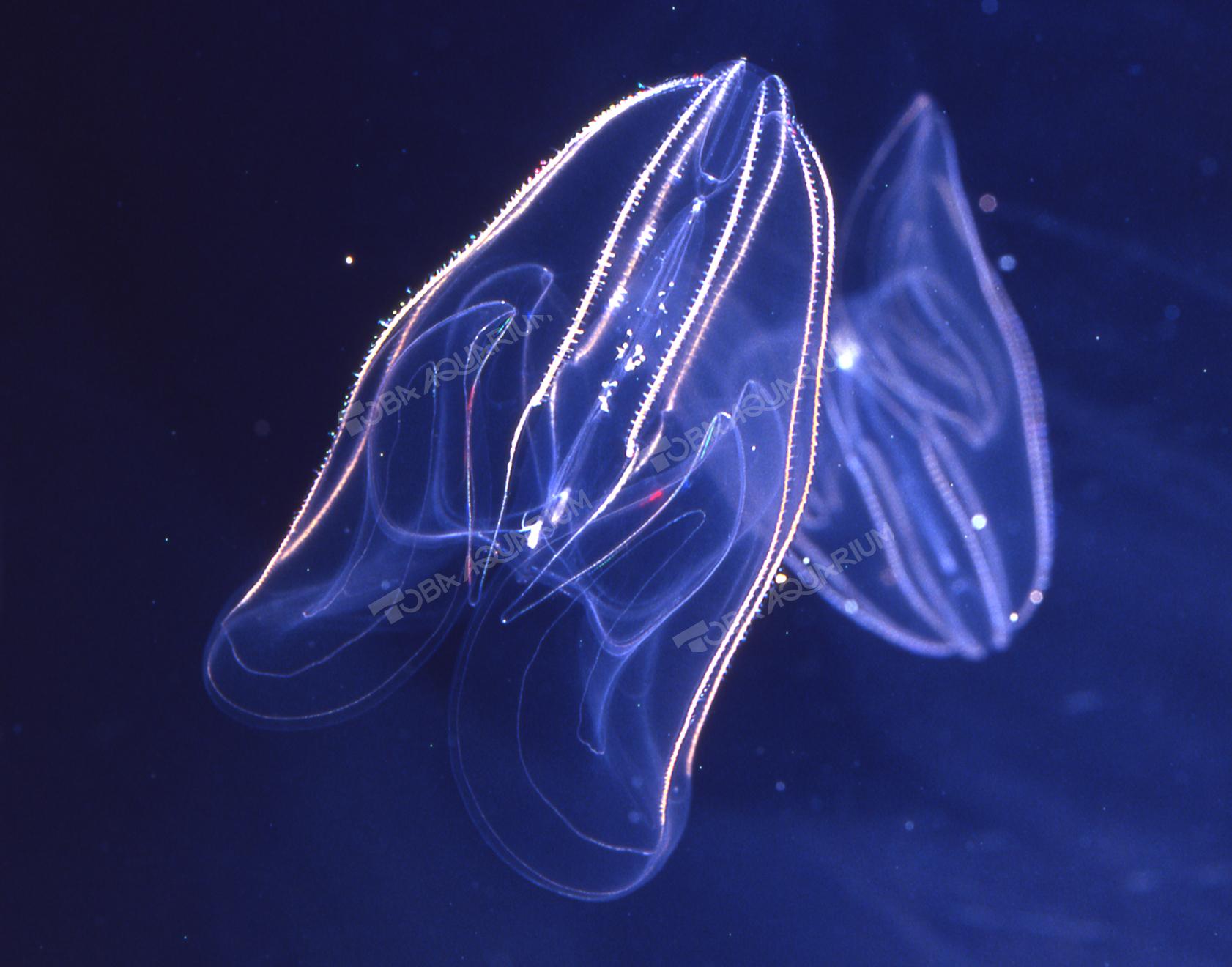 カブトクラゲ 生きもの図鑑 鳥羽水族館 カブトクラゲ 生きもの図鑑 鳥羽水族館