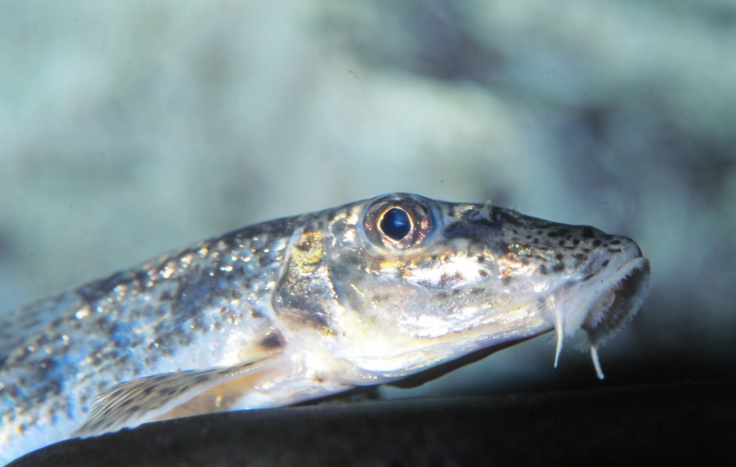 カマツカ 生きもの図鑑 鳥羽水族館 カマツカ 生きもの図鑑 鳥羽水族館