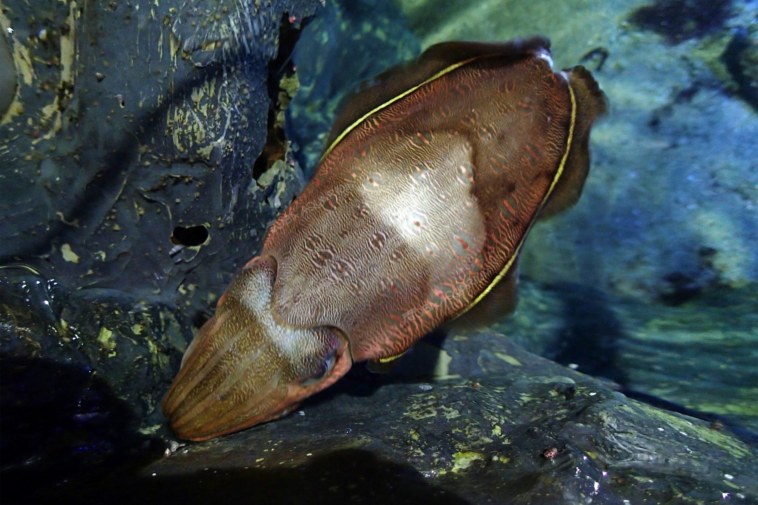 カミナリイカ 生きもの図鑑 鳥羽水族館