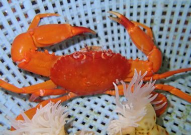 スベスベマンジュウガニ 生きもの図鑑 鳥羽水族館 スベスベマンジュウガニ 生きもの図鑑 鳥羽水族館