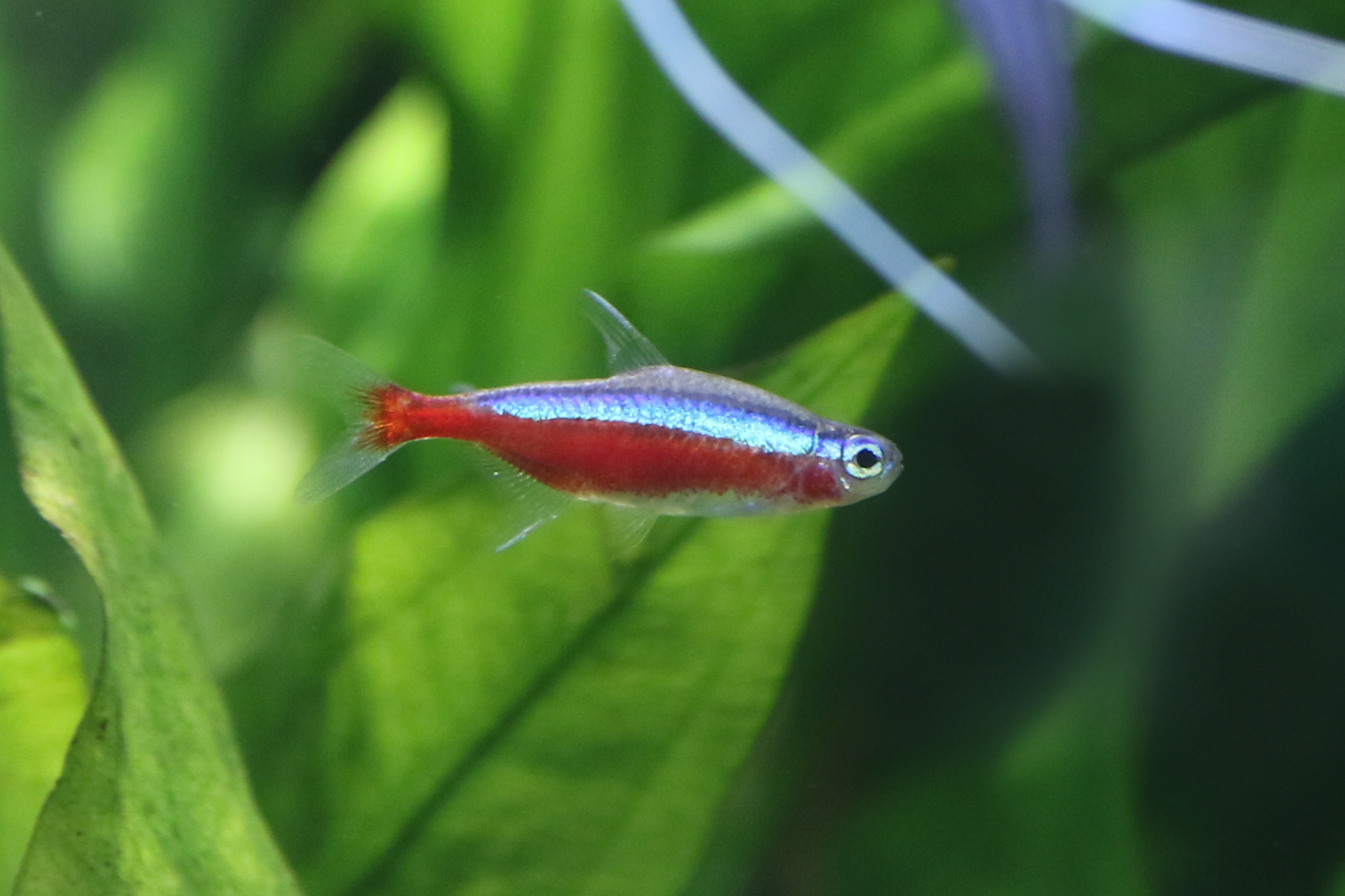 カーディナルテトラ 生きもの図鑑 鳥羽水族館 カーディナルテトラ 生きもの図鑑 鳥羽水族館