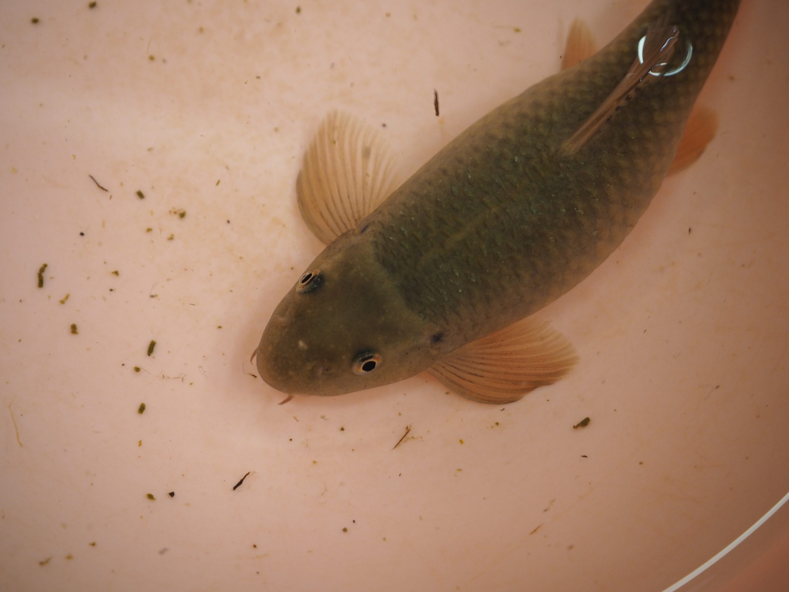 ガラルファ 生きもの図鑑 鳥羽水族館 ガラルファ 生きもの図鑑 鳥羽水族館