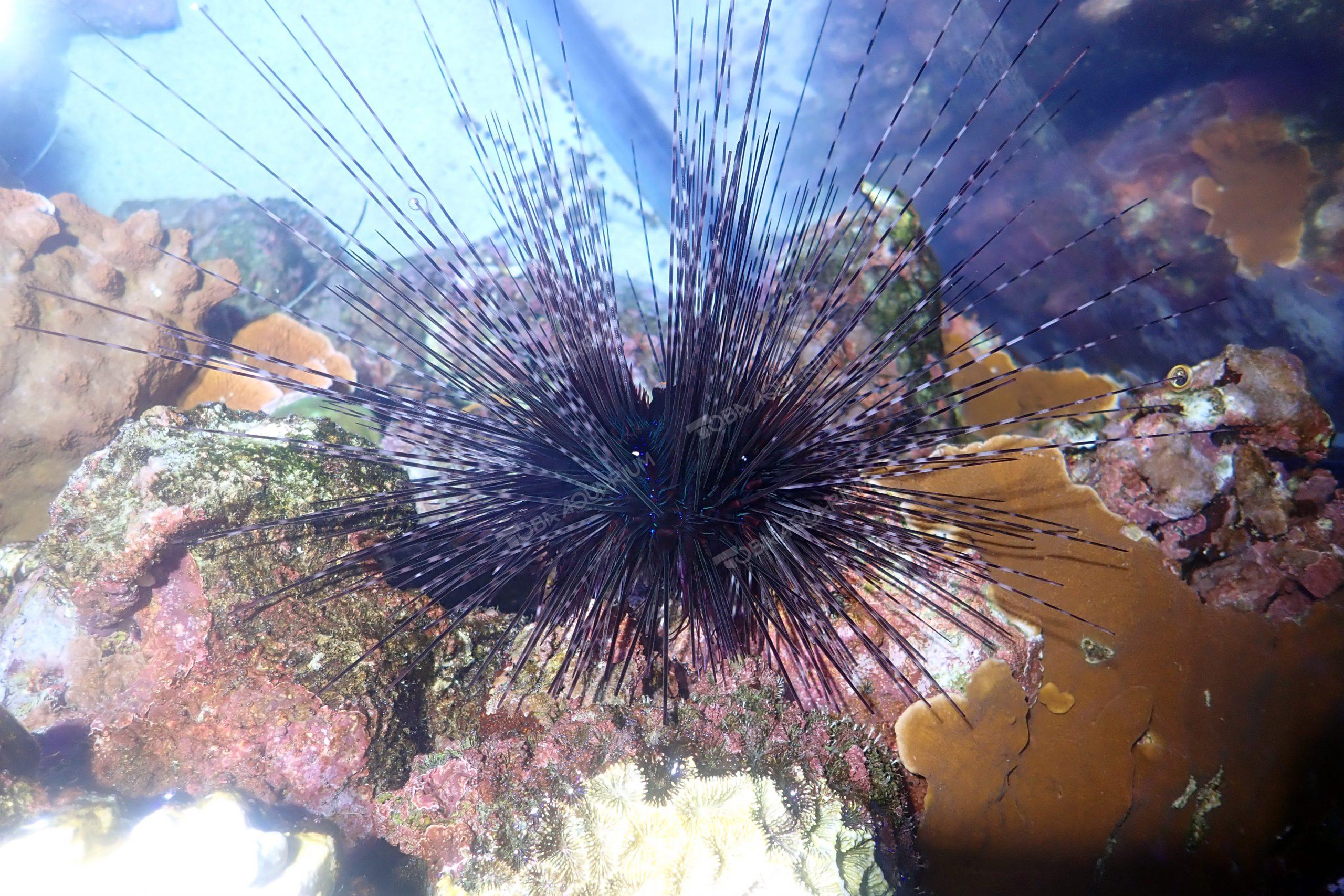 ガンガゼ 生きもの図鑑 鳥羽水族館 ガンガゼ 生きもの図鑑 鳥羽水族館