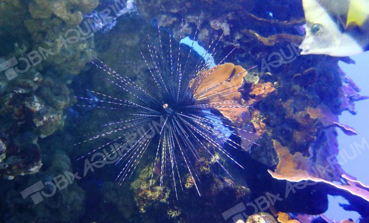 ガンガゼ 生きもの図鑑 鳥羽水族館