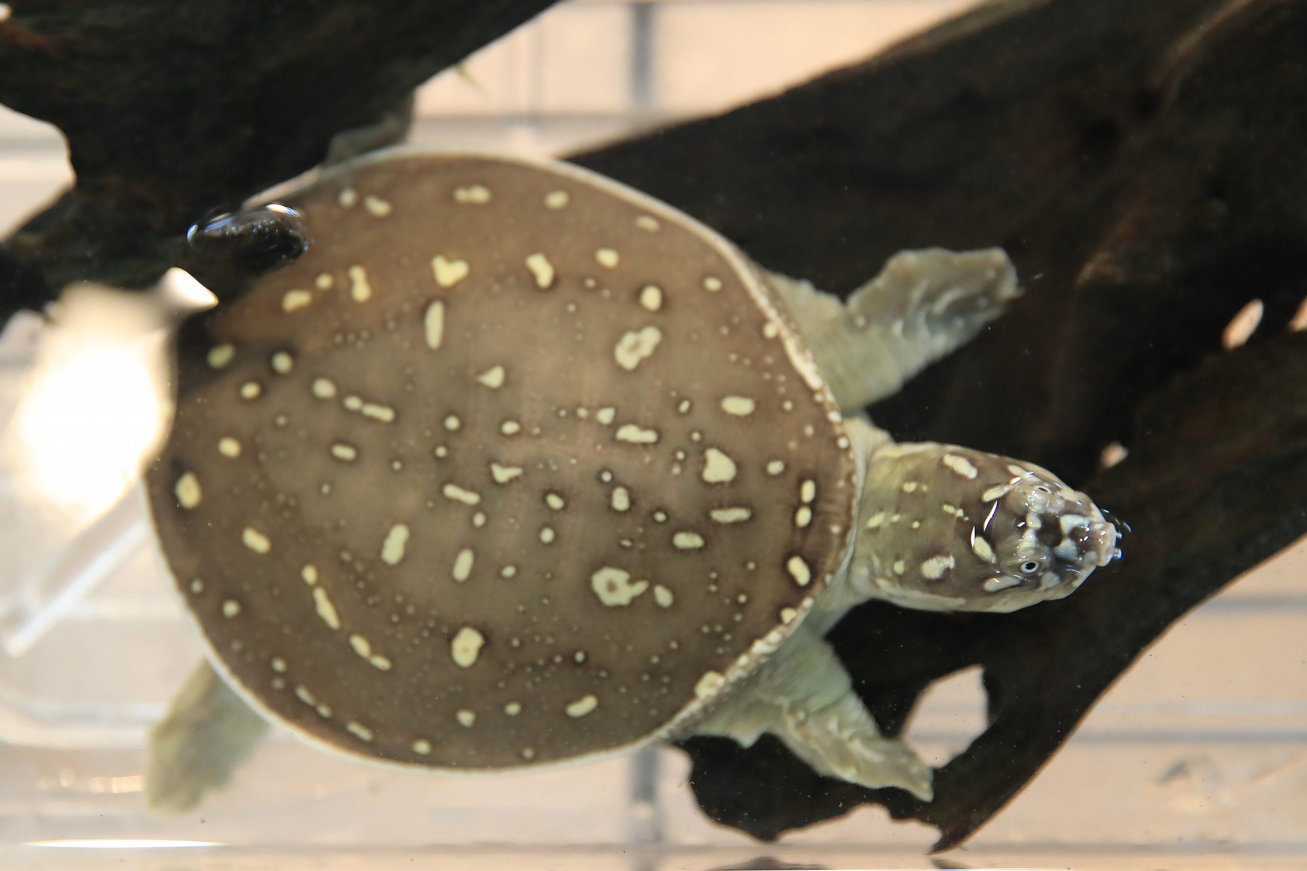 キタインドハコスッポン 生きもの図鑑 鳥羽水族館 キタインドハコスッポン 生きもの図鑑 鳥羽水族館