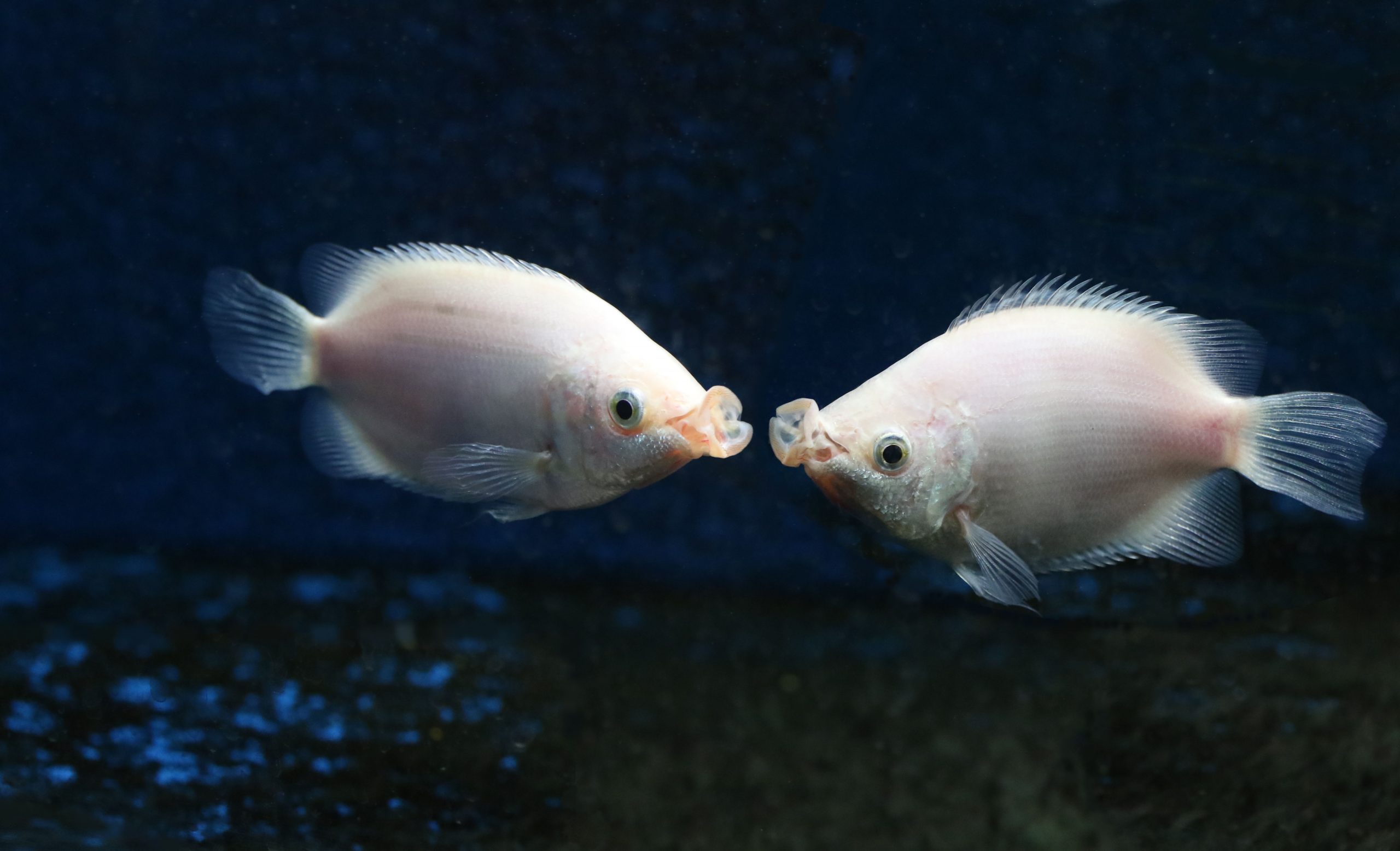 キッシンググラミー 生きもの図鑑 鳥羽水族館 キッシンググラミー 生きもの図鑑 鳥羽水族館