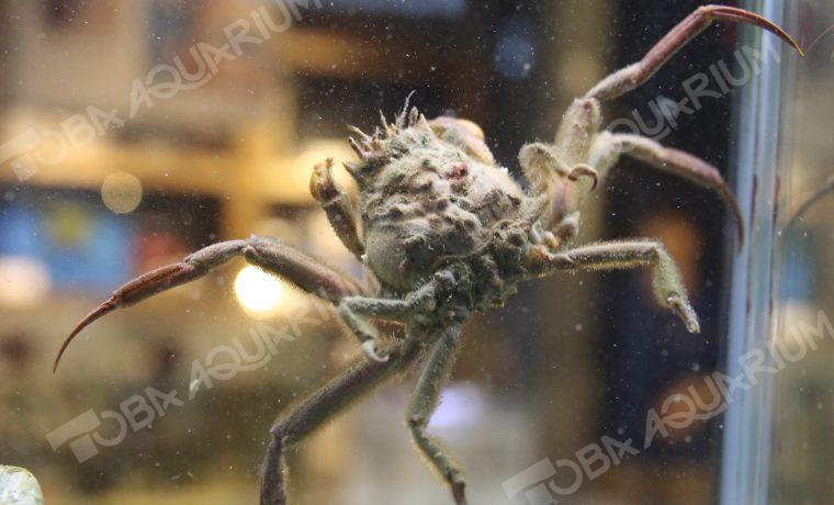 キメンガニ 生きもの図鑑 鳥羽水族館 キメンガニ 生きもの図鑑 鳥羽水族館