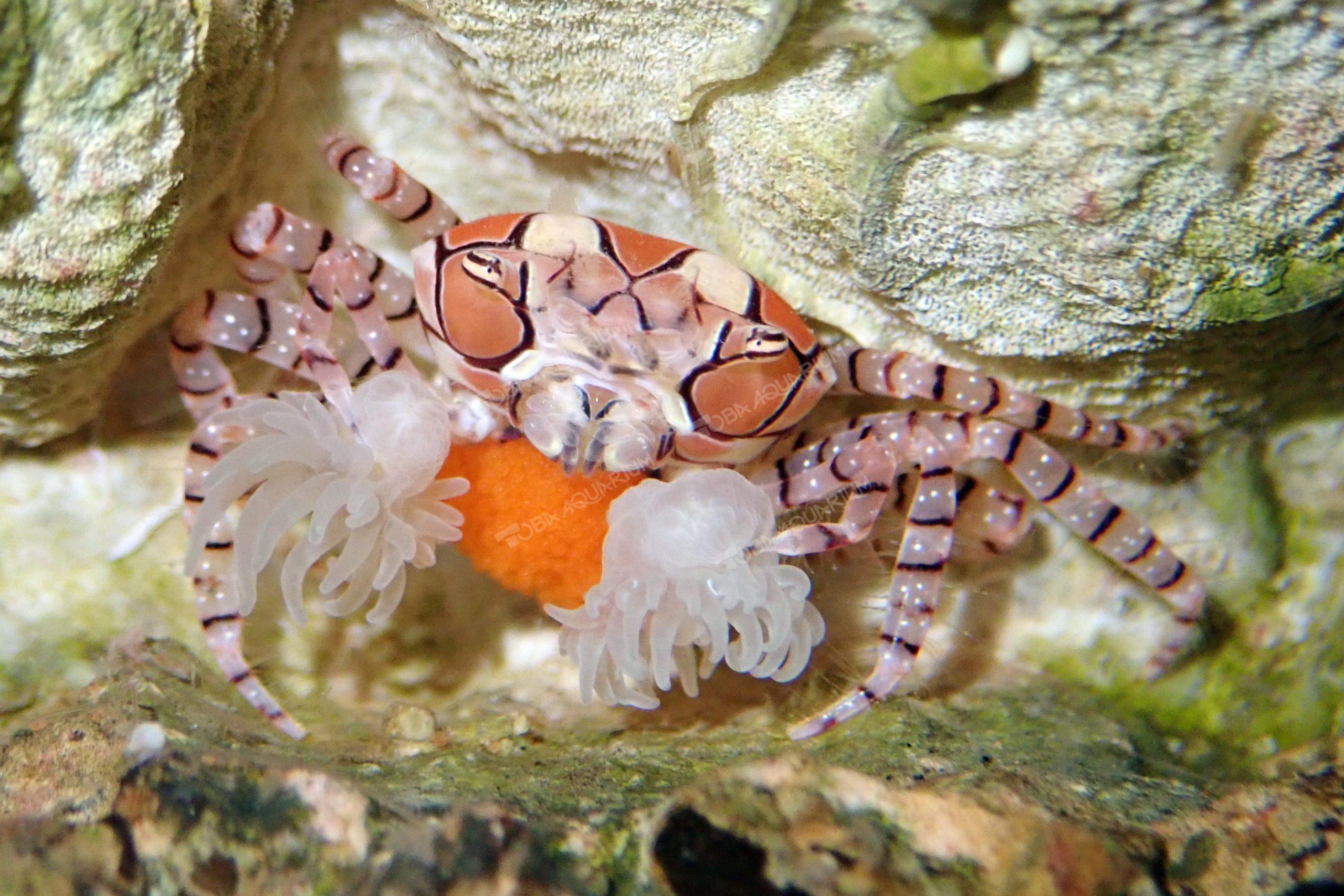 キンチャクガニ 生きもの図鑑 鳥羽水族館