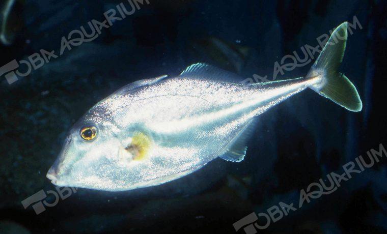 ギマ 生きもの図鑑 鳥羽水族館