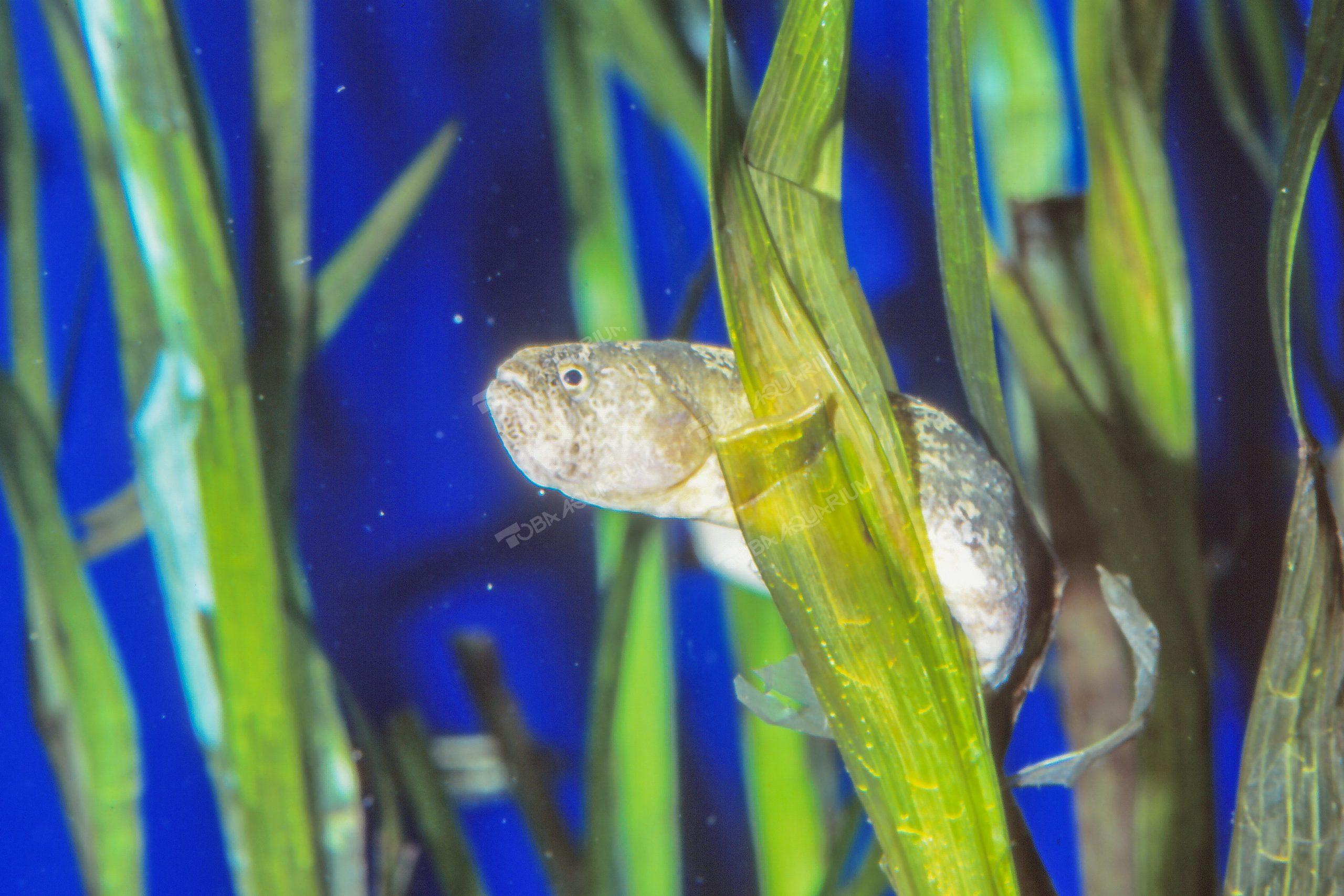 ギンポ 生きもの図鑑 鳥羽水族館 ギンポ 生きもの図鑑 鳥羽水族館