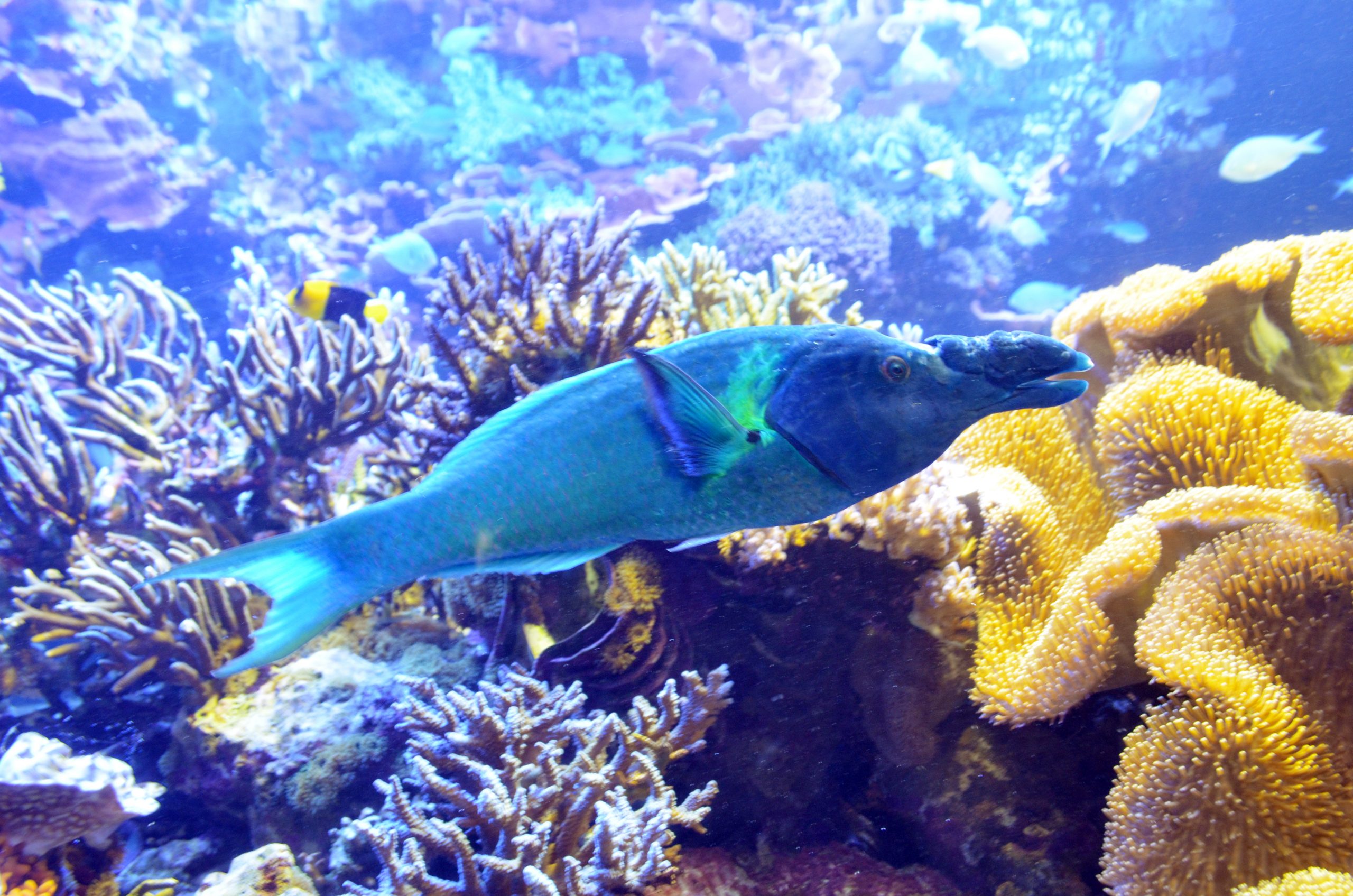 クギベラ 生きもの図鑑 鳥羽水族館
