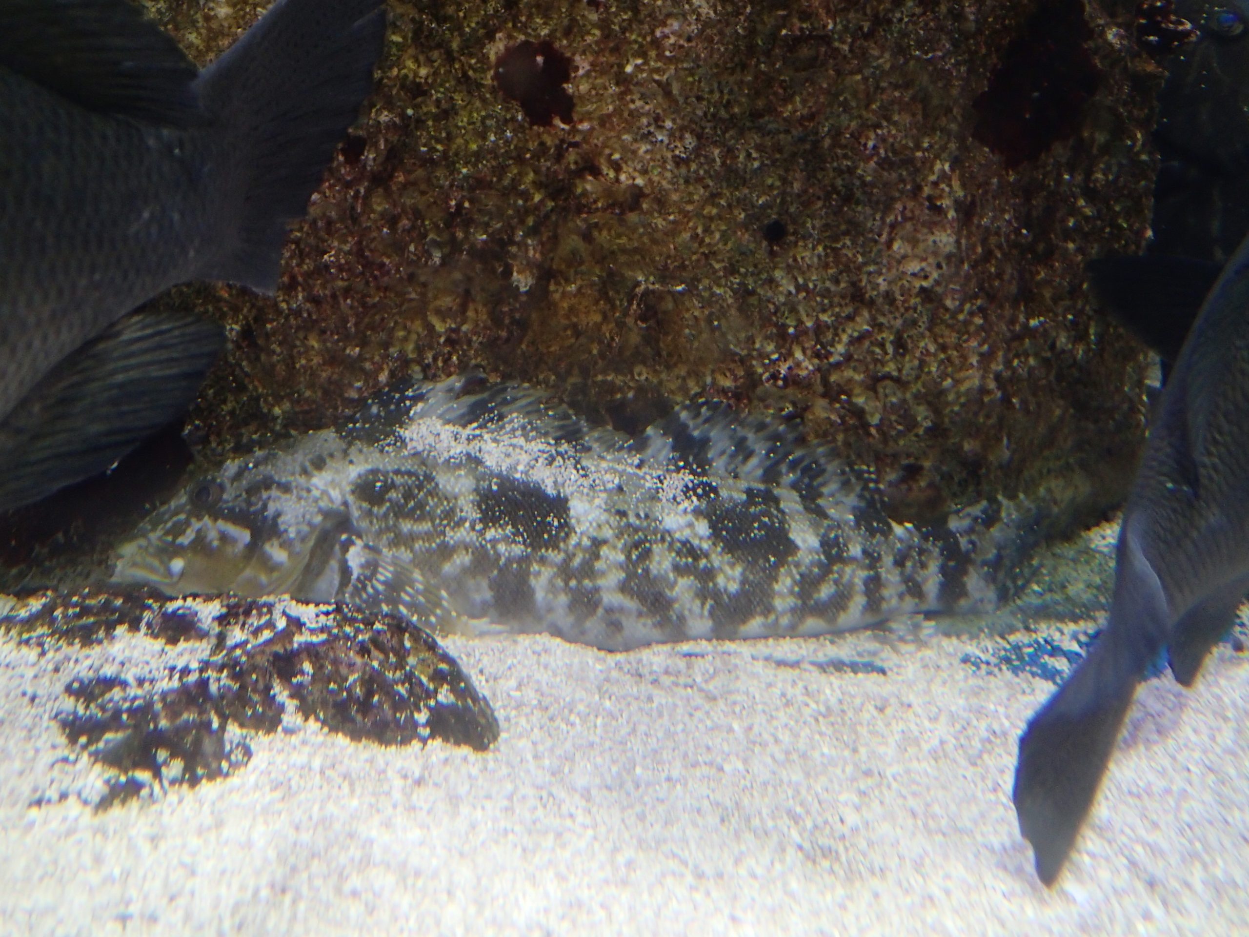 クジメ 生きもの図鑑 鳥羽水族館