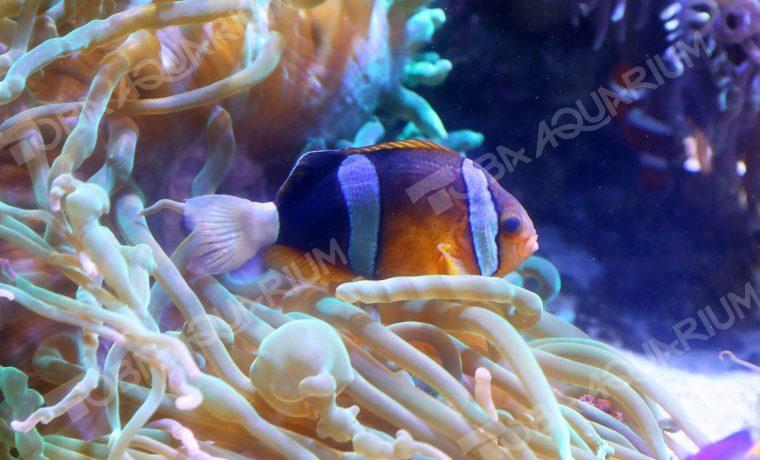 クマノミ - 生きもの図鑑 鳥羽水族館