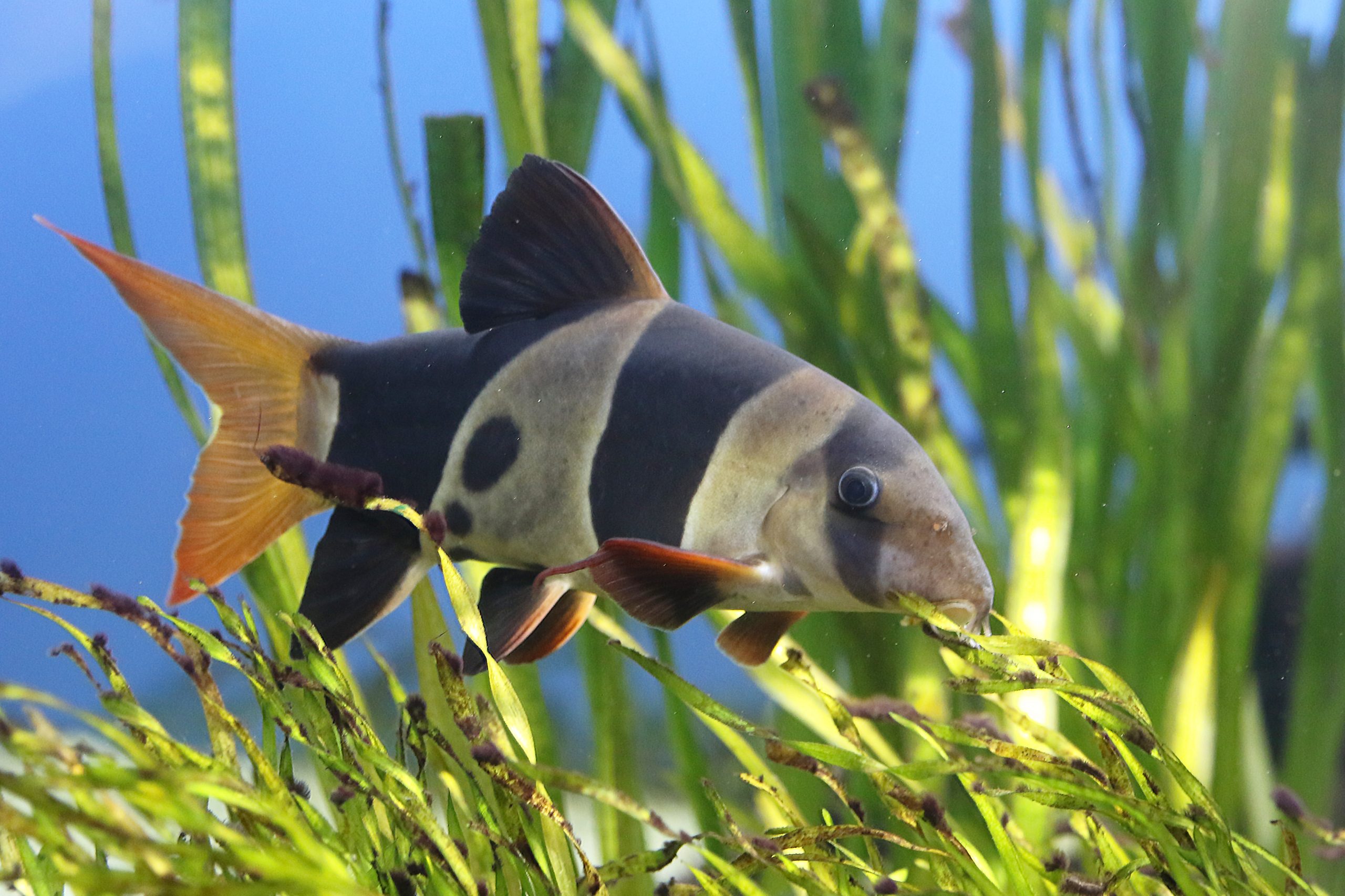 クラウンローチ 生きもの図鑑 鳥羽水族館