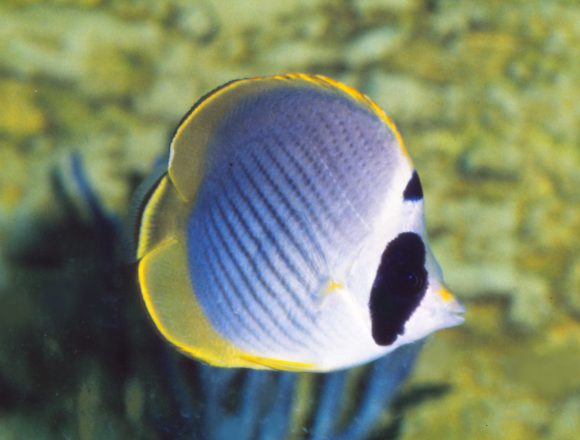 チョウチョウウオ科 生きもの図鑑 鳥羽水族館