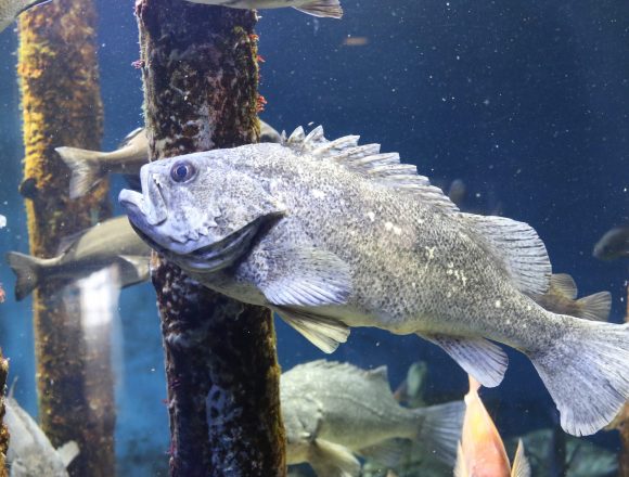 メバル科 生きもの図鑑 鳥羽水族館