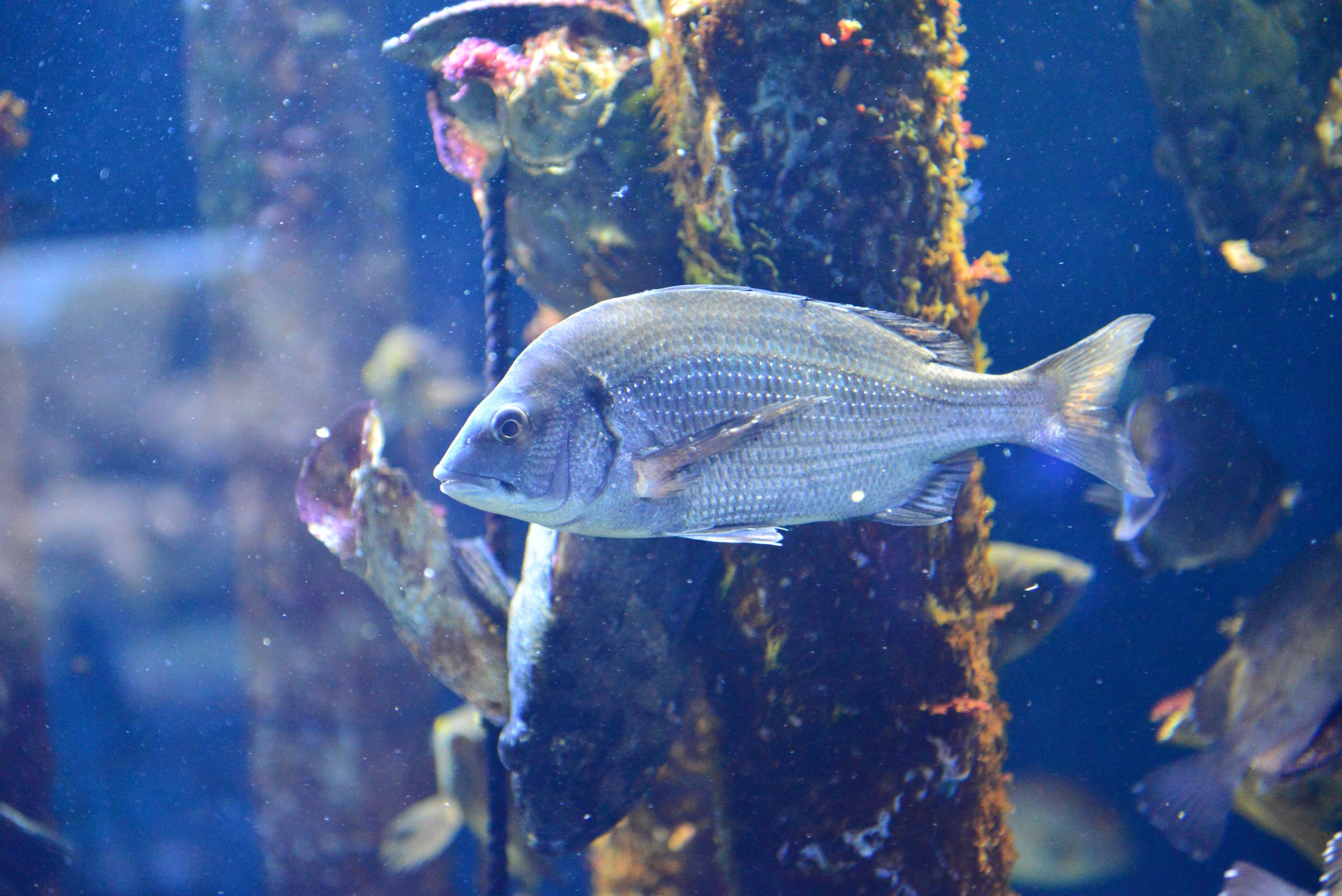 クロダイ 生きもの図鑑 鳥羽水族館