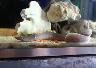 チンアナゴ 生きもの図鑑 鳥羽水族館