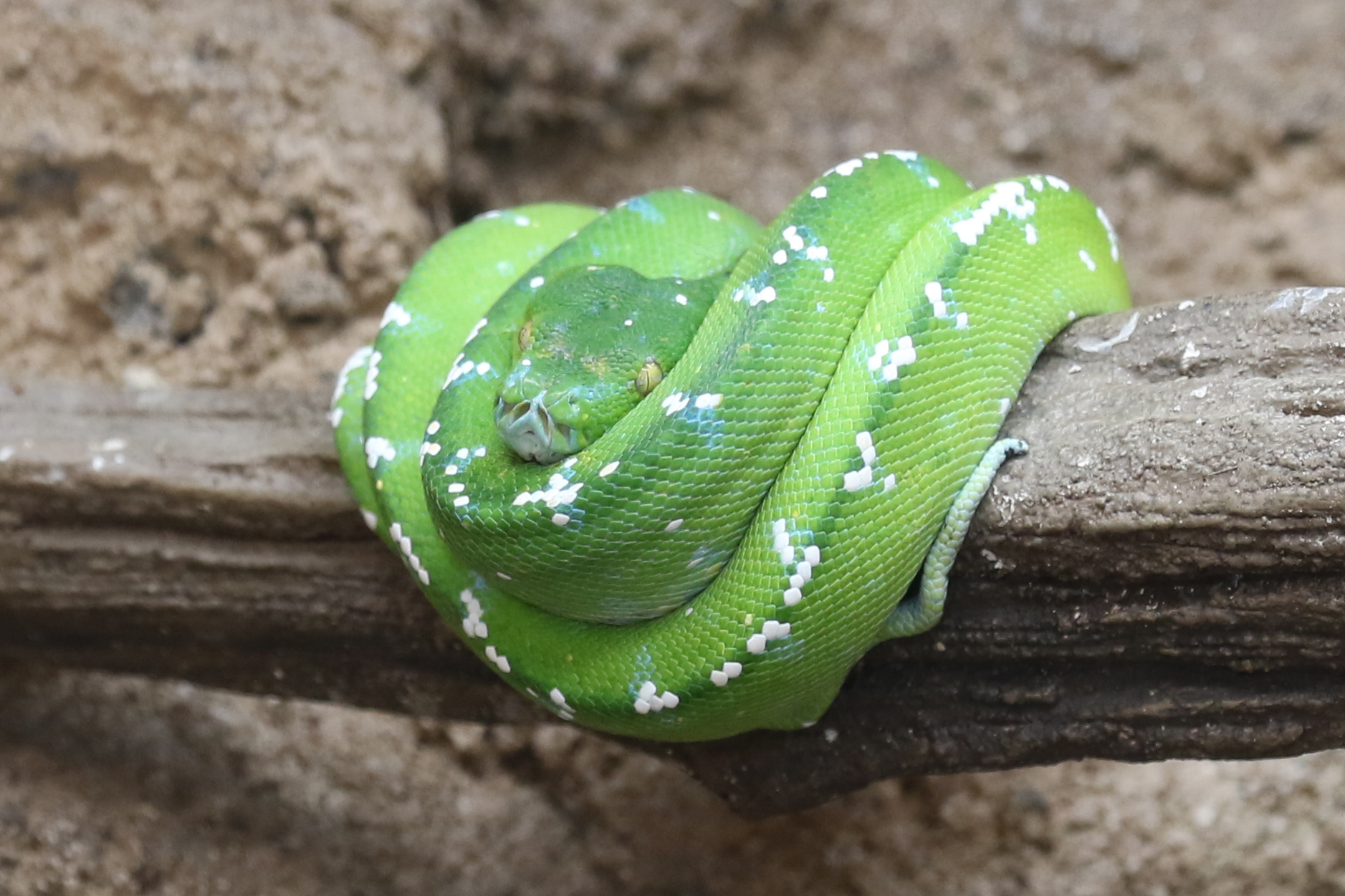 ミドリニシキヘビ グリーンパイソン 生きもの図鑑 鳥羽水族館