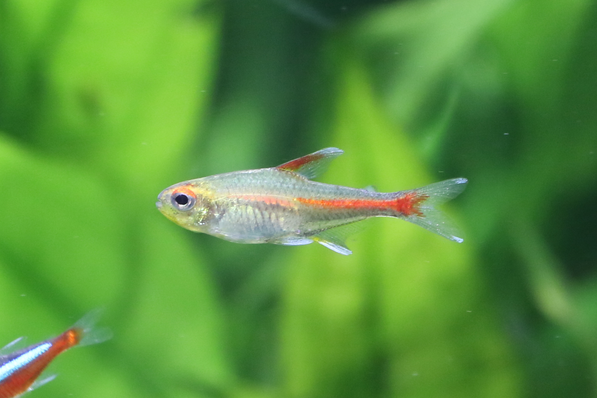 グローライトテトラ 生きもの図鑑 鳥羽水族館 グローライトテトラ 生きもの図鑑 鳥羽水族館