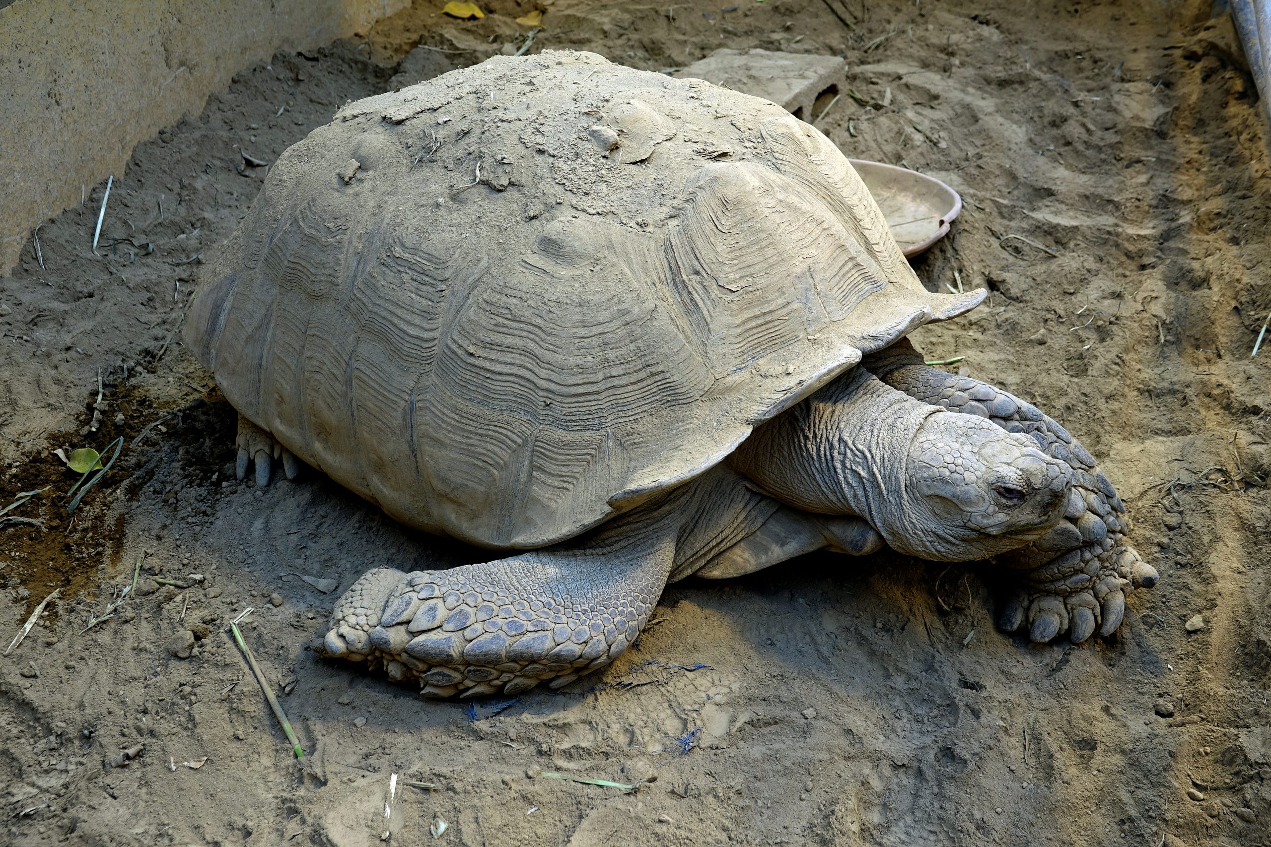 ケヅメリクガメ 生きもの図鑑 鳥羽水族館 ケヅメリクガメ 生きもの図鑑 鳥羽水族館