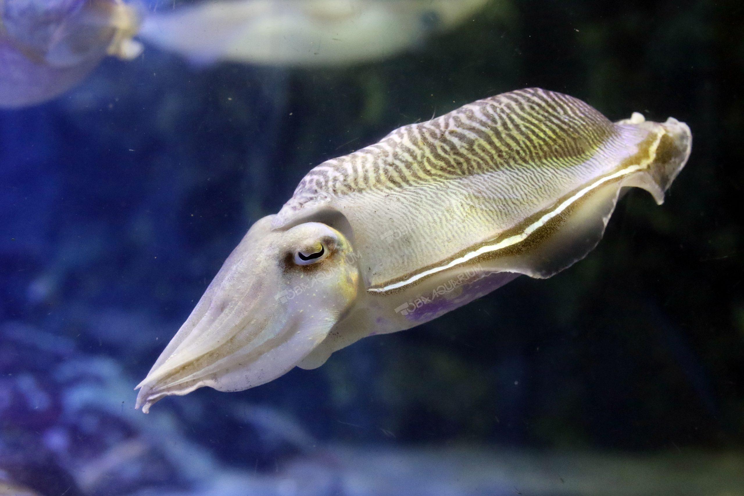 コウイカ 生きもの図鑑 鳥羽水族館