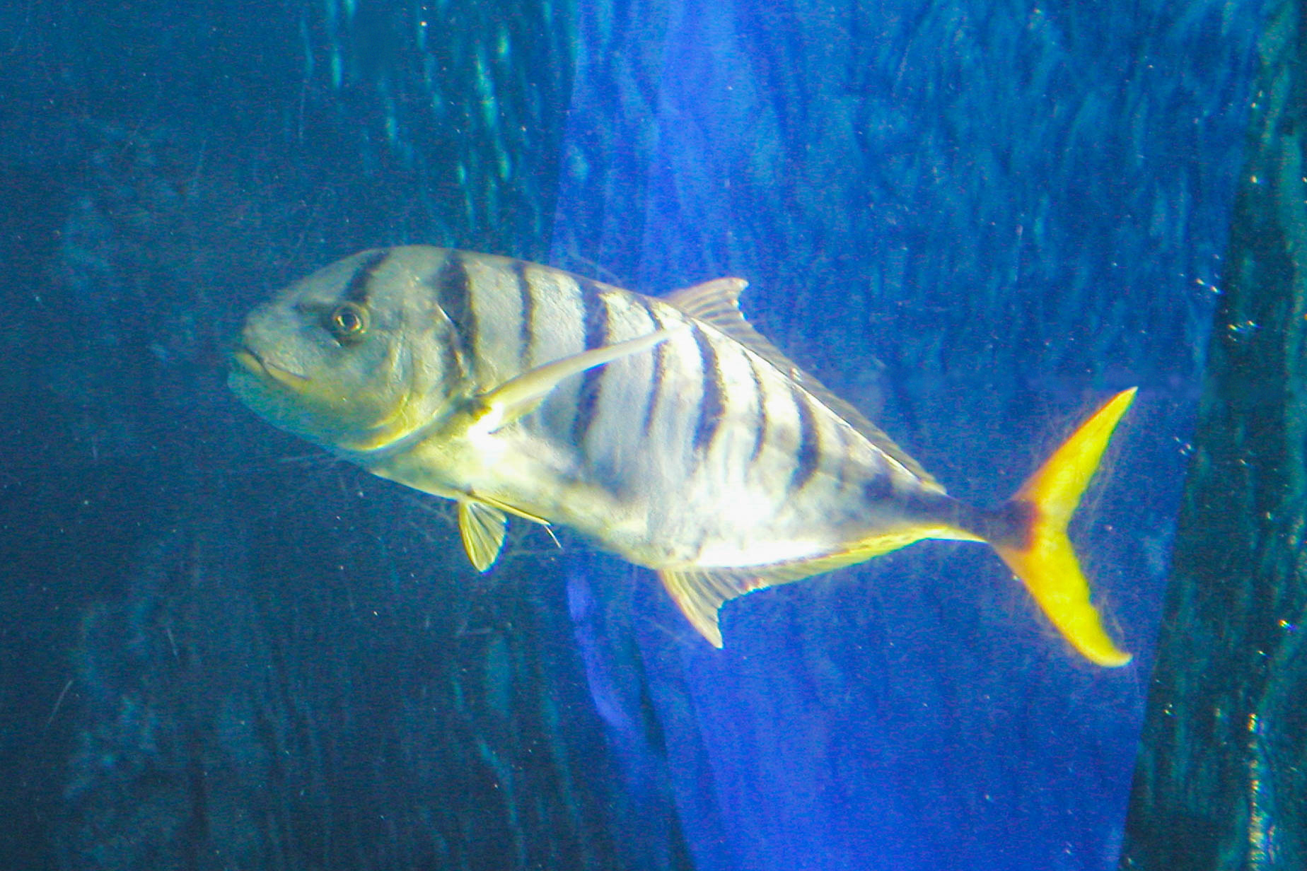 コガネシマアジ 生きもの図鑑 鳥羽水族館