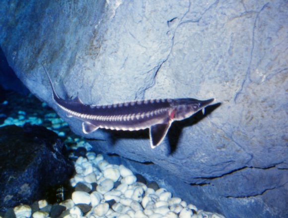 チョウザメ科 生きもの図鑑 鳥羽水族館 チョウザメ科 生きもの図鑑 鳥羽水族館