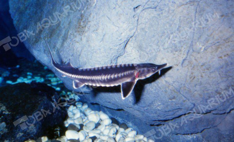 コチョウザメ - 生きもの図鑑 鳥羽水族館