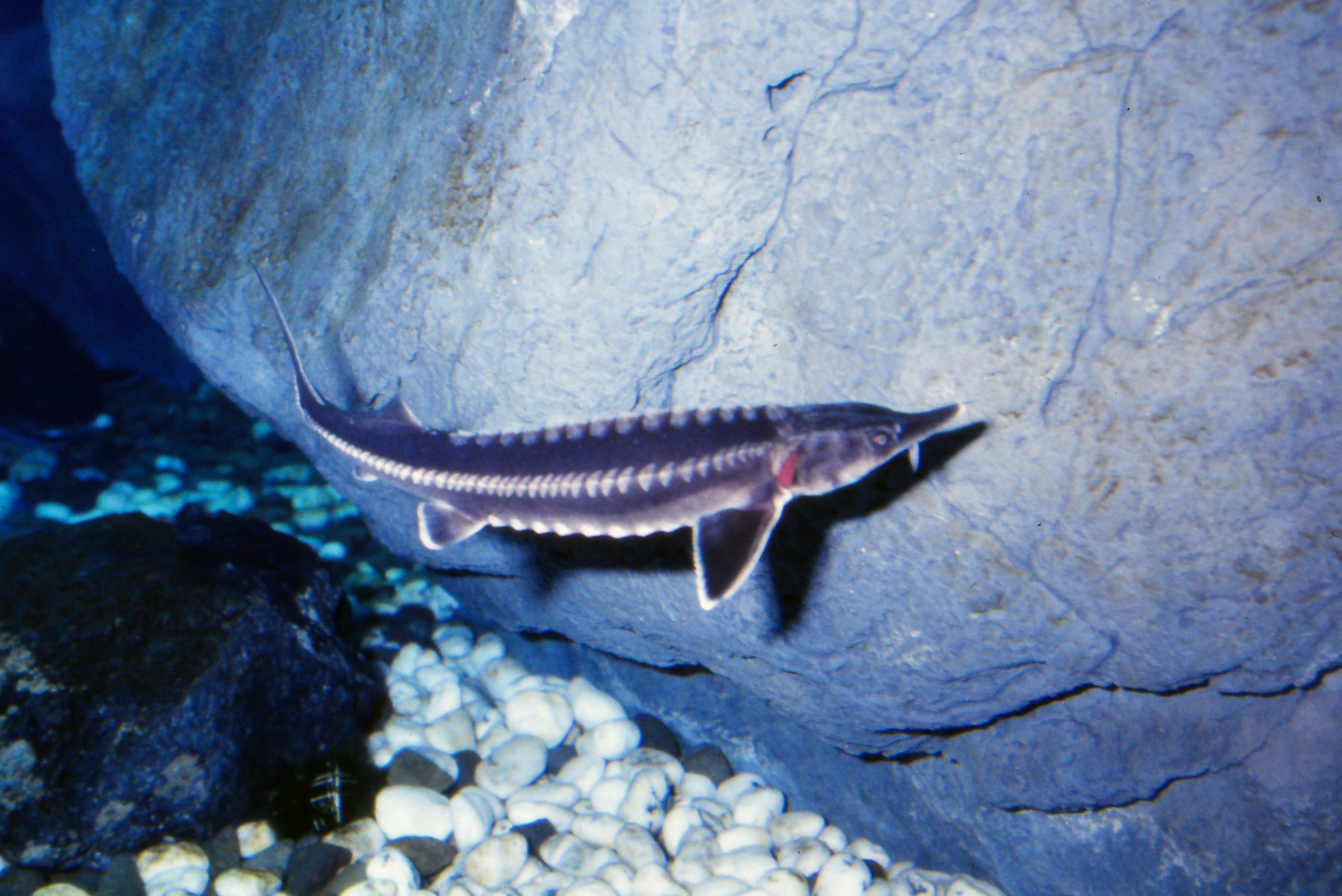 コチョウザメ 生きもの図鑑 鳥羽水族館