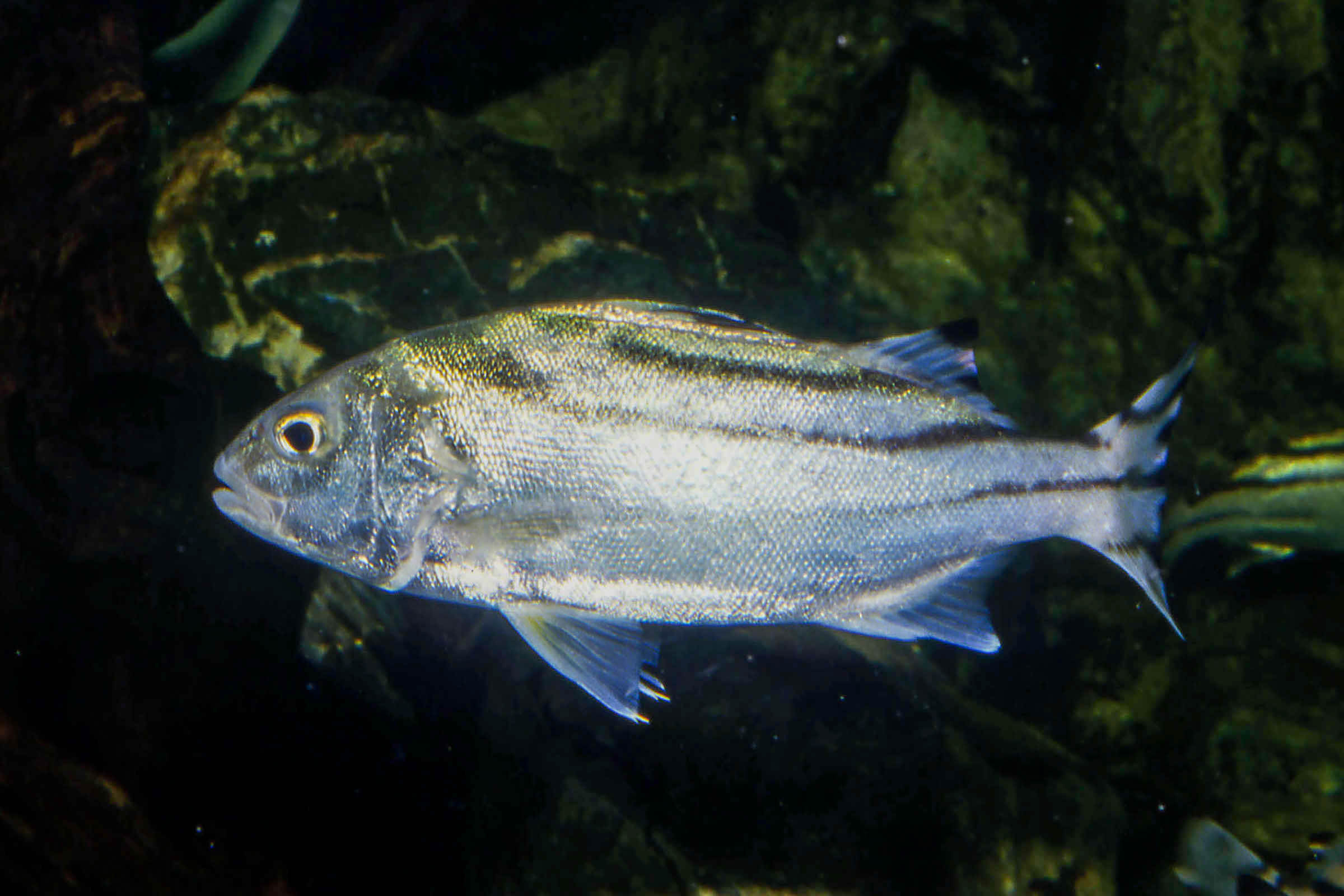 沖縄　　　アクアリウム　魚