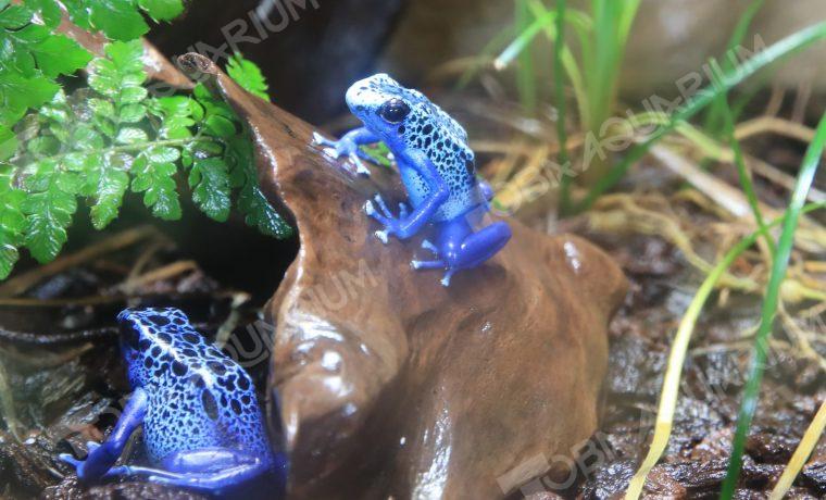 コバルトヤドクガエル - 生きもの図鑑 鳥羽水族館